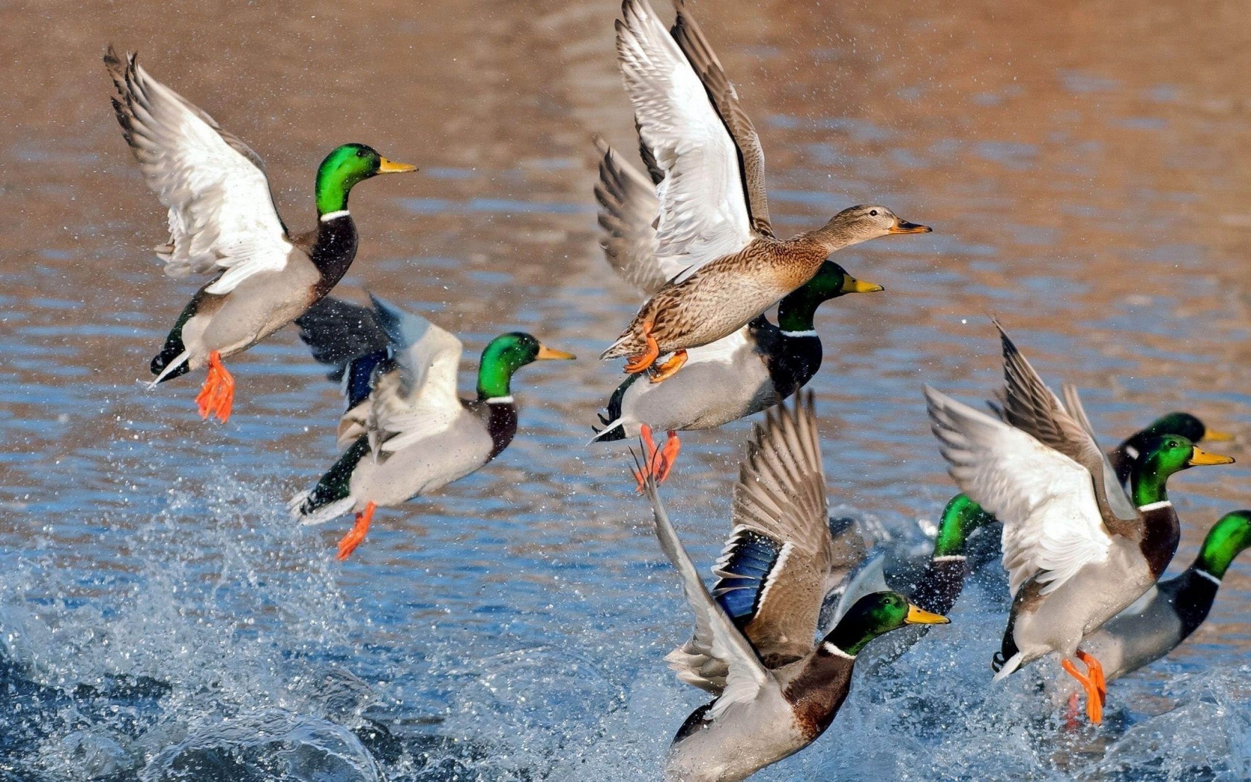 Mallard Duck Wallpapers