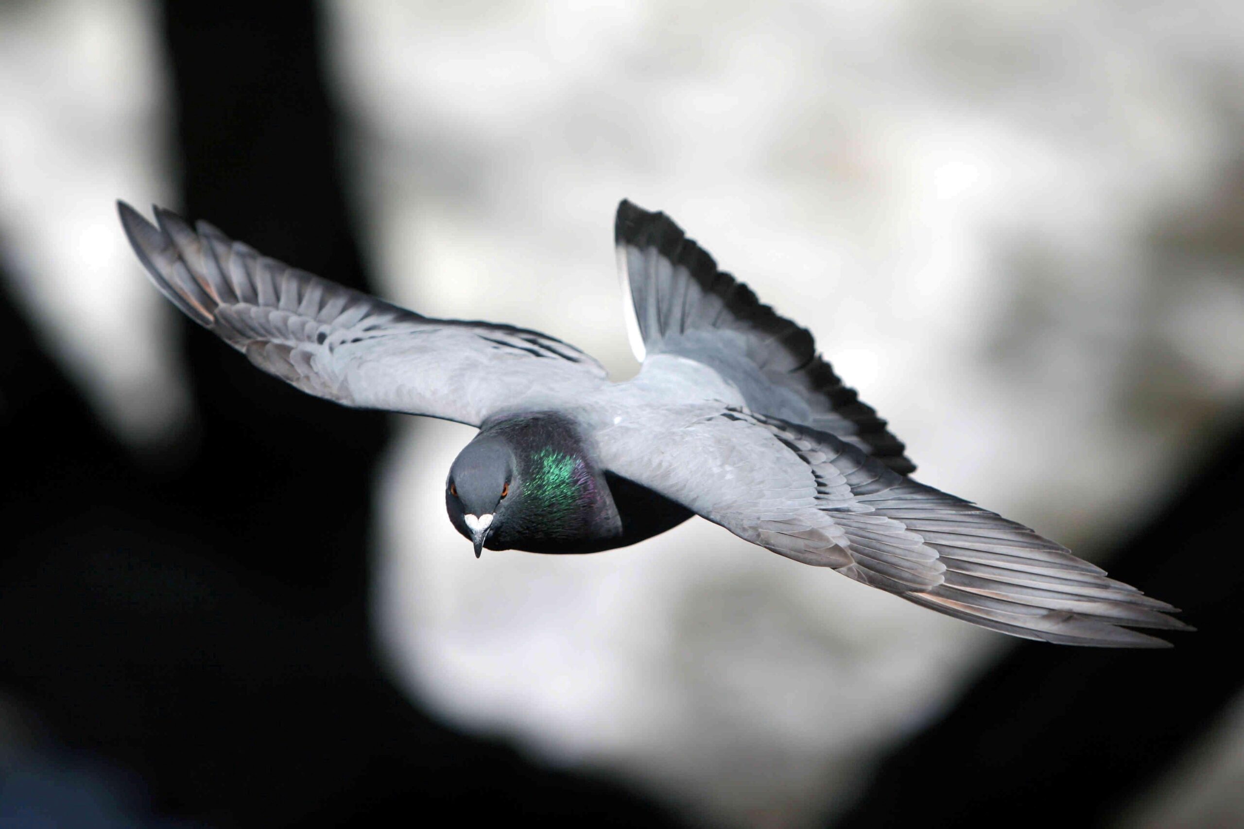 Flying Homing Pigeon Wallpapers