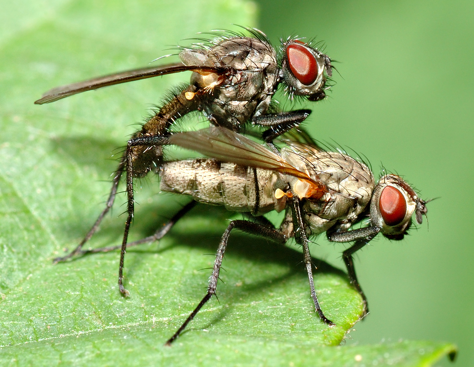 Photos Flies Insects animal