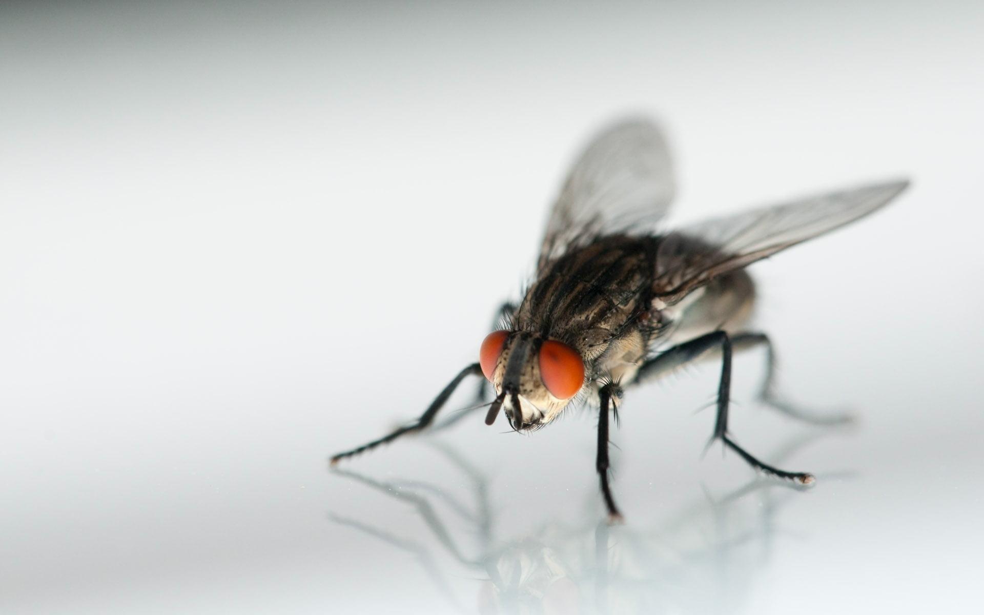 Macro photo of a grey and black Common Housefly HD wallpapers