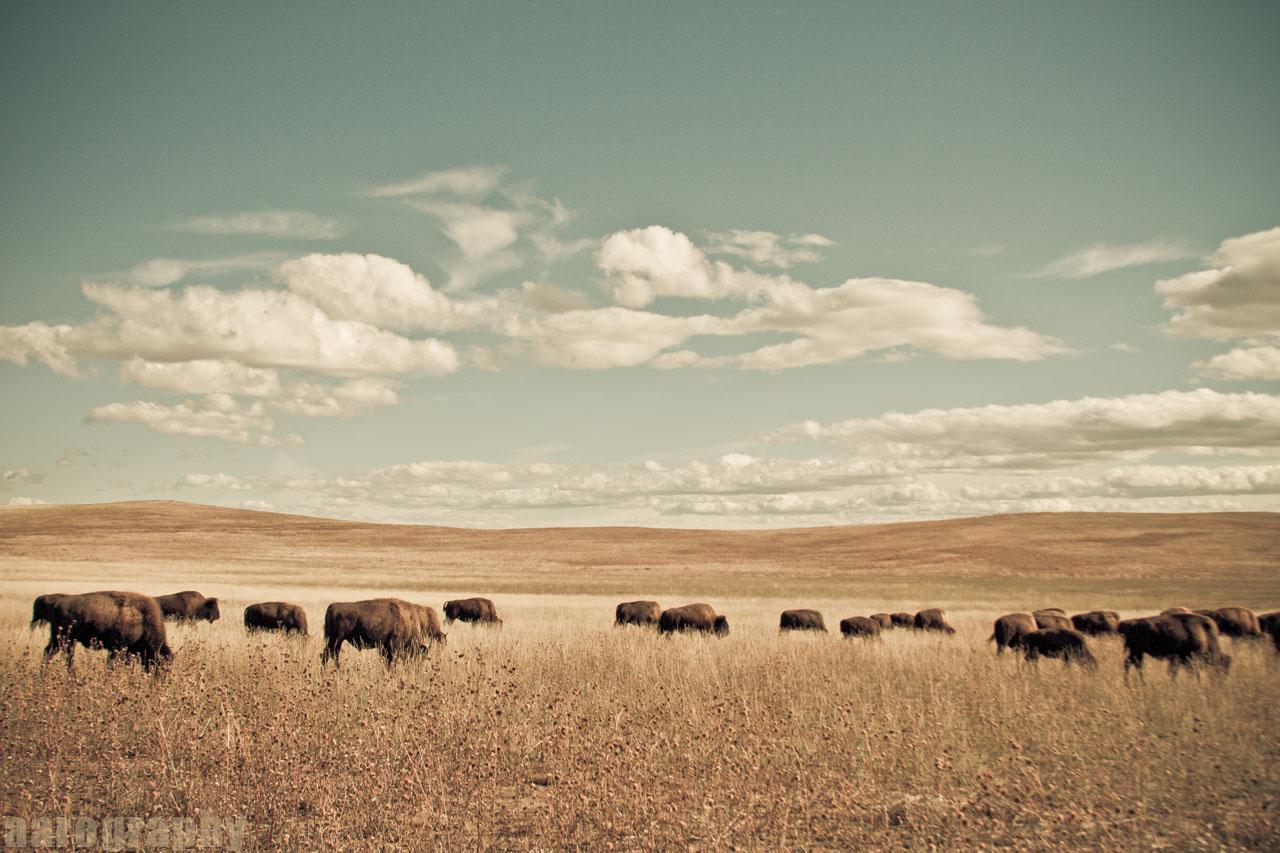 Buffalo Wallpapers 0.22 Mb