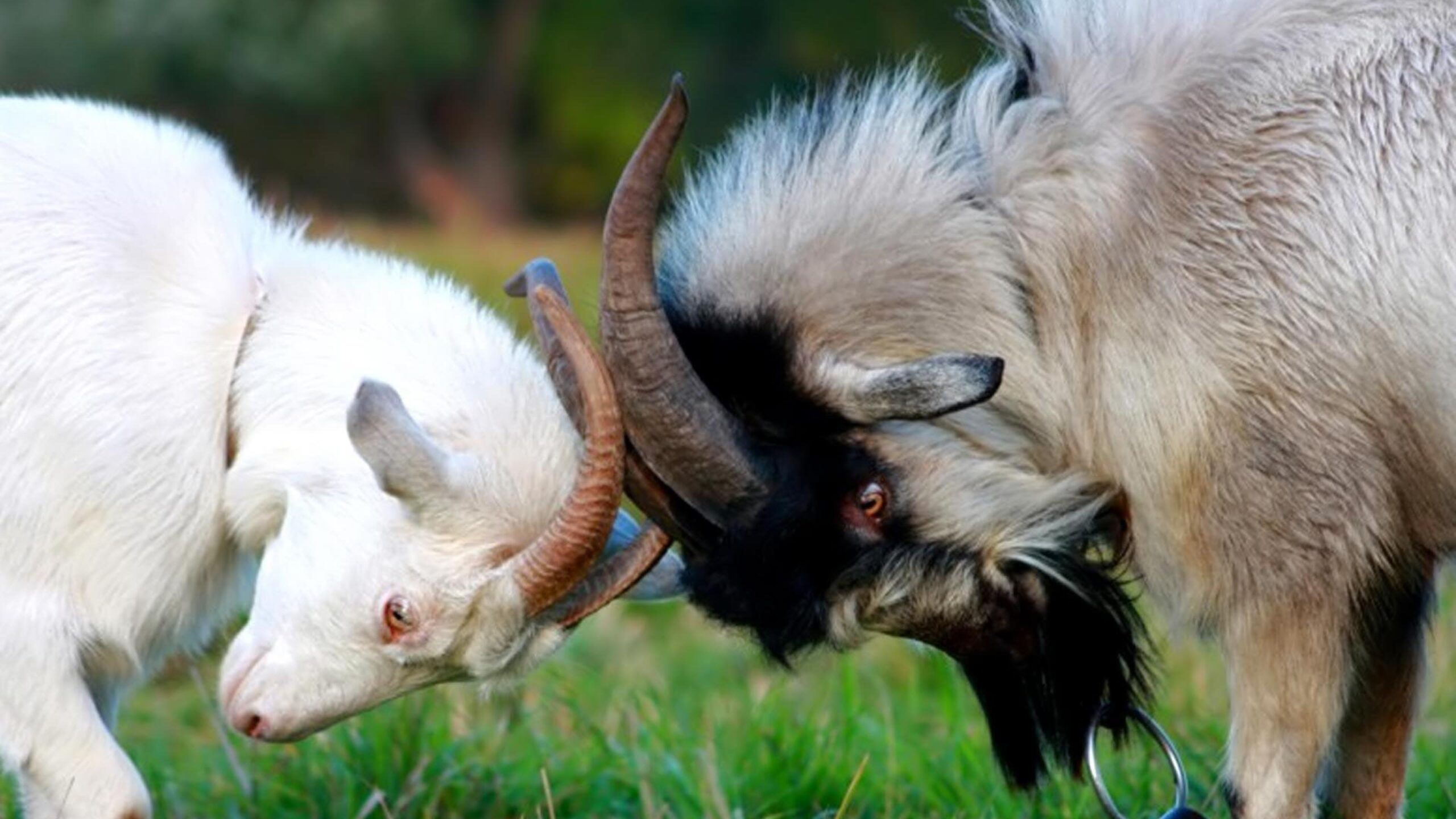 Goats Animals Goat HD Wallpapers, Desktop Backgrounds, Mobile