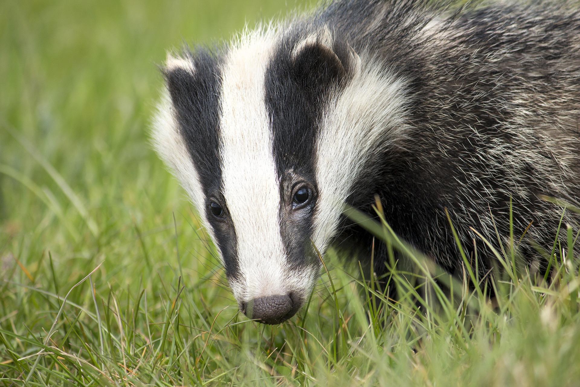 Badger Wallpapers HD for Android