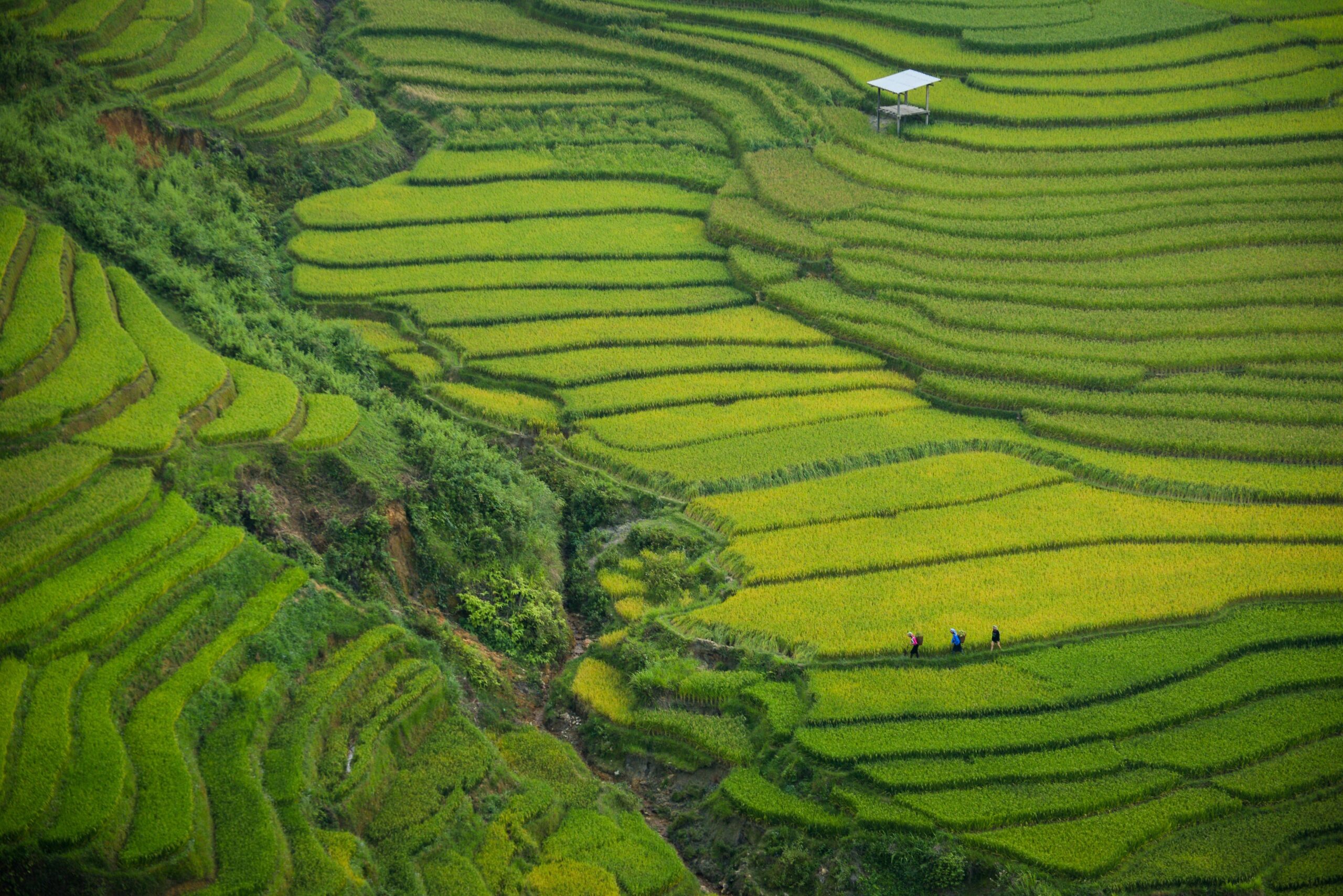 banaue rice terraces photo free image