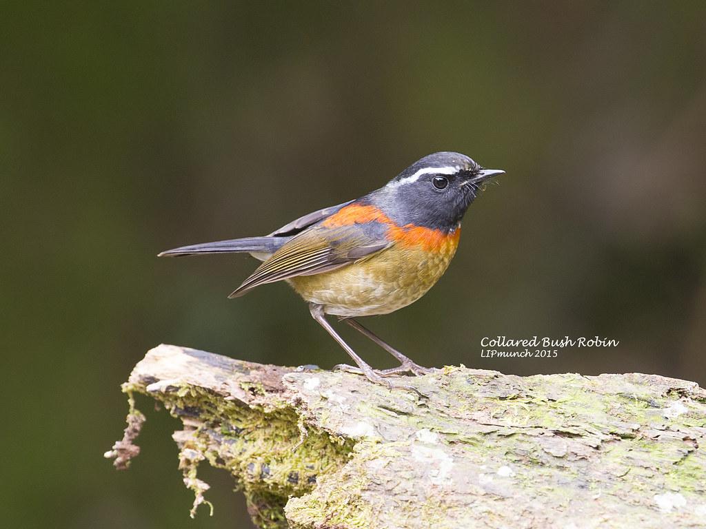 Collared Bush Robin