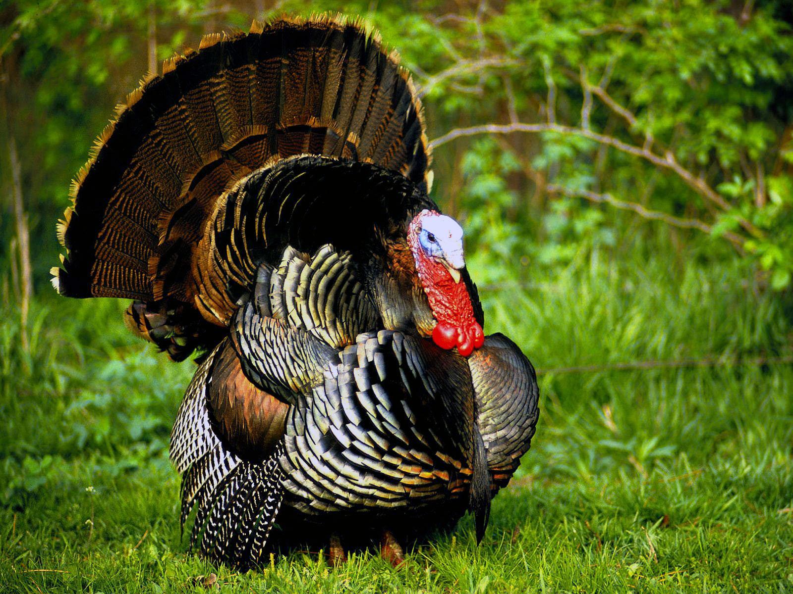 Wild Turkey Wallpapers