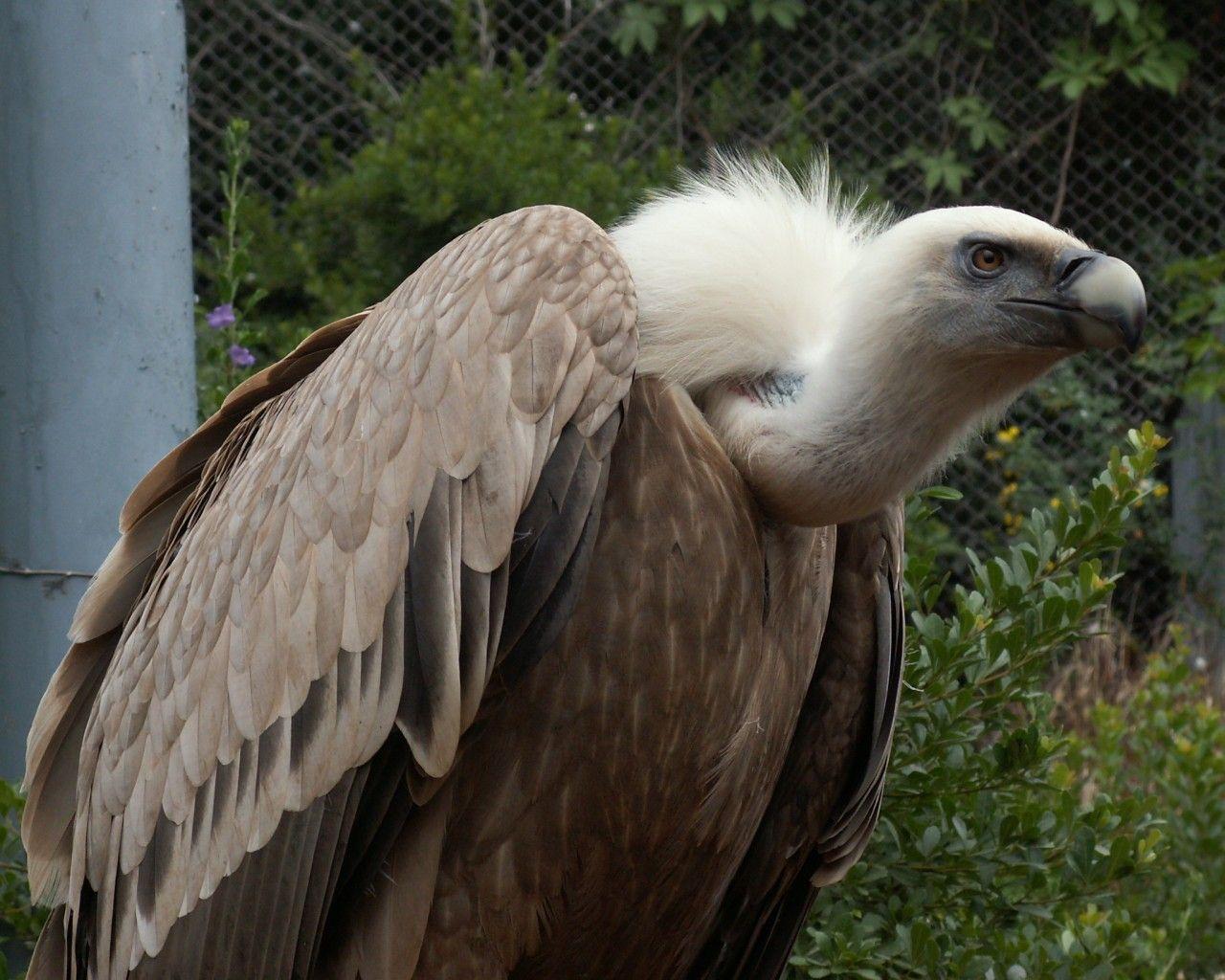 griffon vulture wallpapers