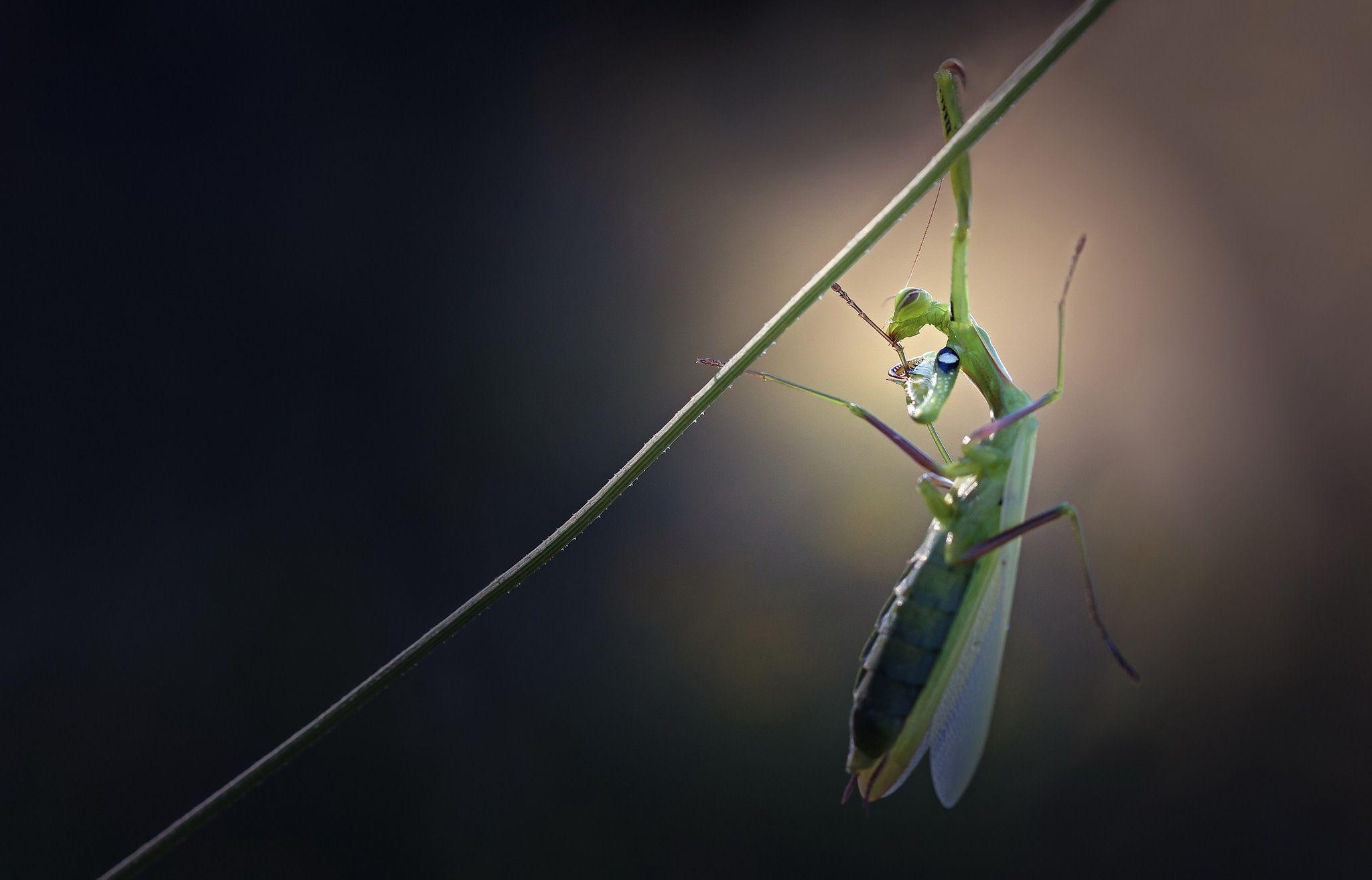 Praying Mantis Full HD Wallpapers and Backgrounds Image