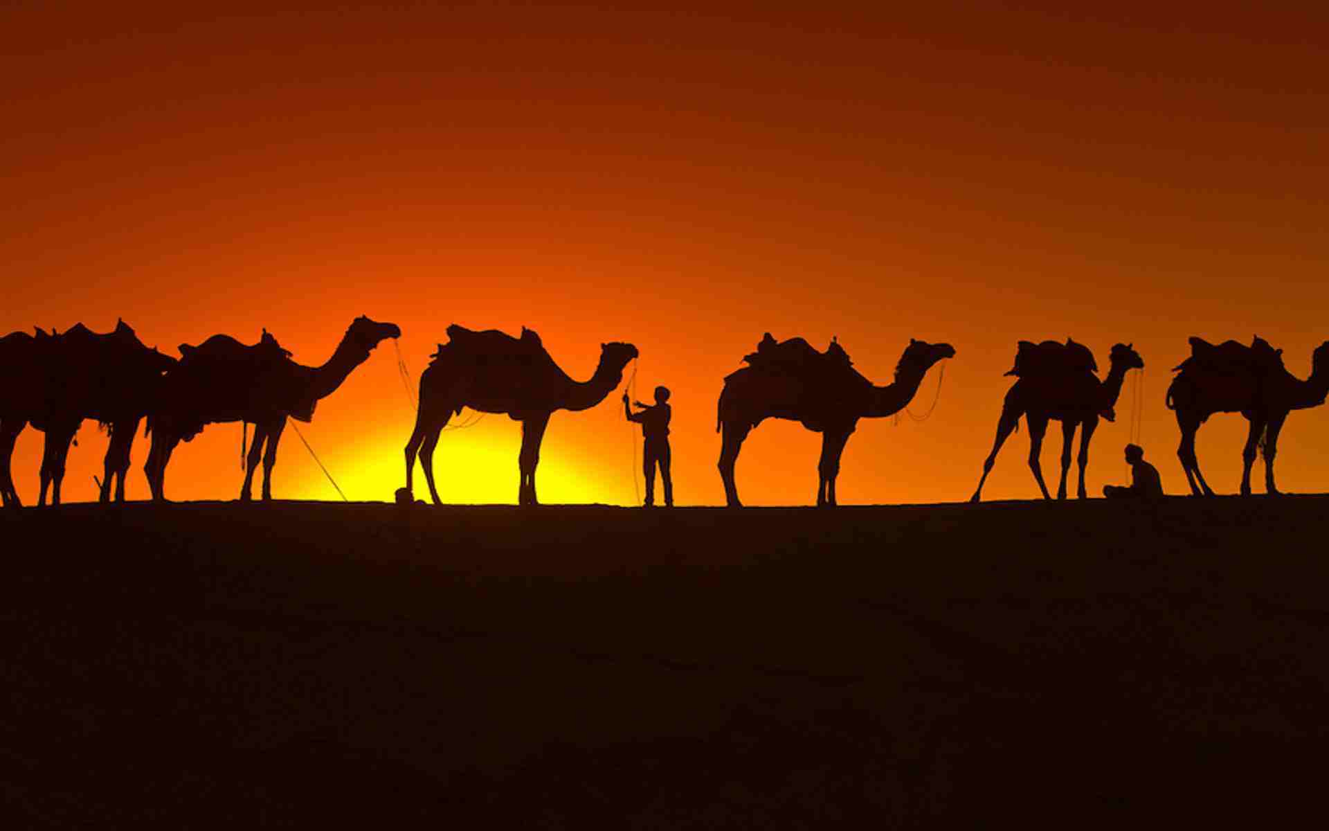 Best 53+ Camel Wallpapers on HipWallpapers