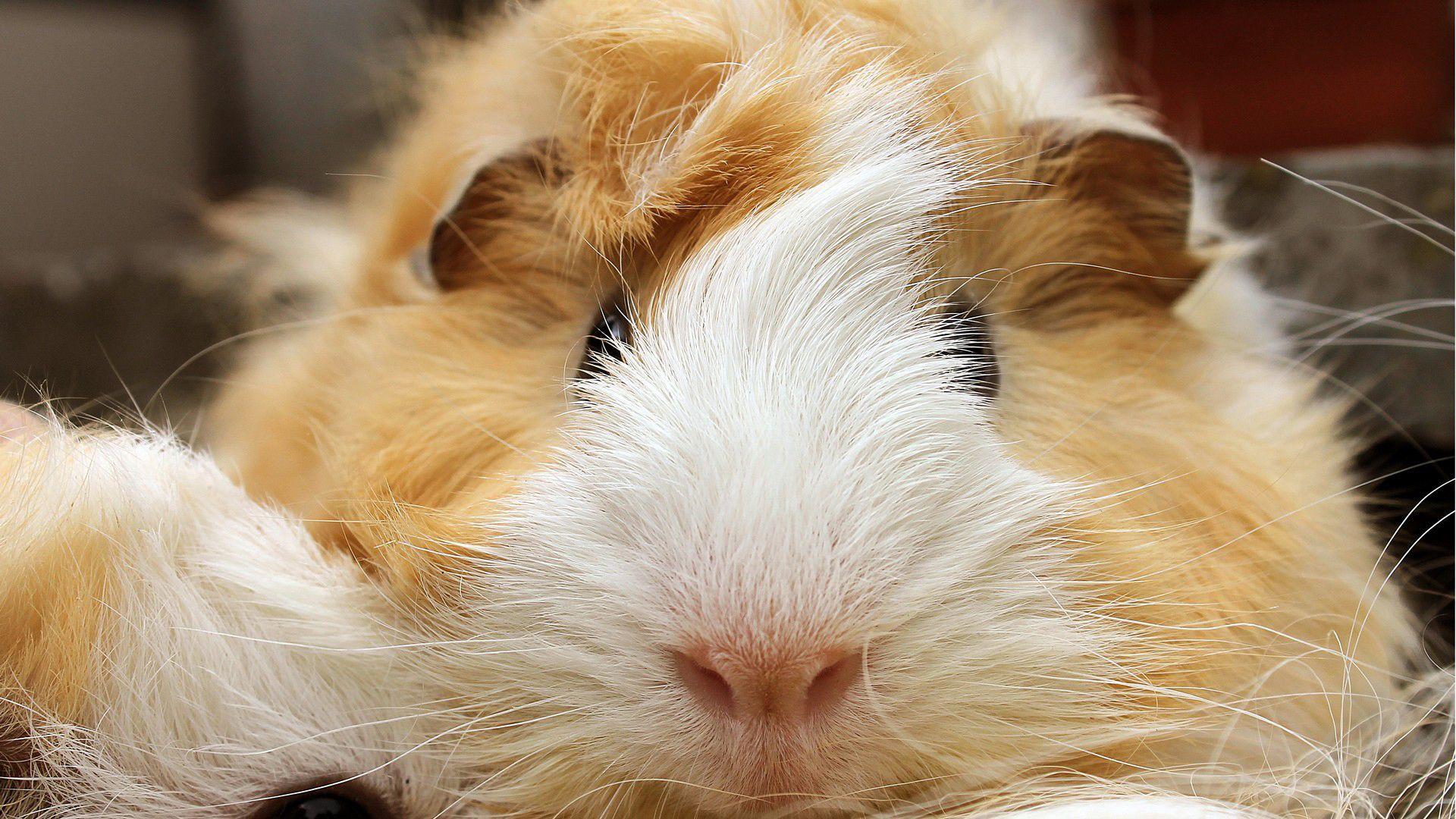 Guinea Pig Computer Wallpapers, Desktop Backgrounds