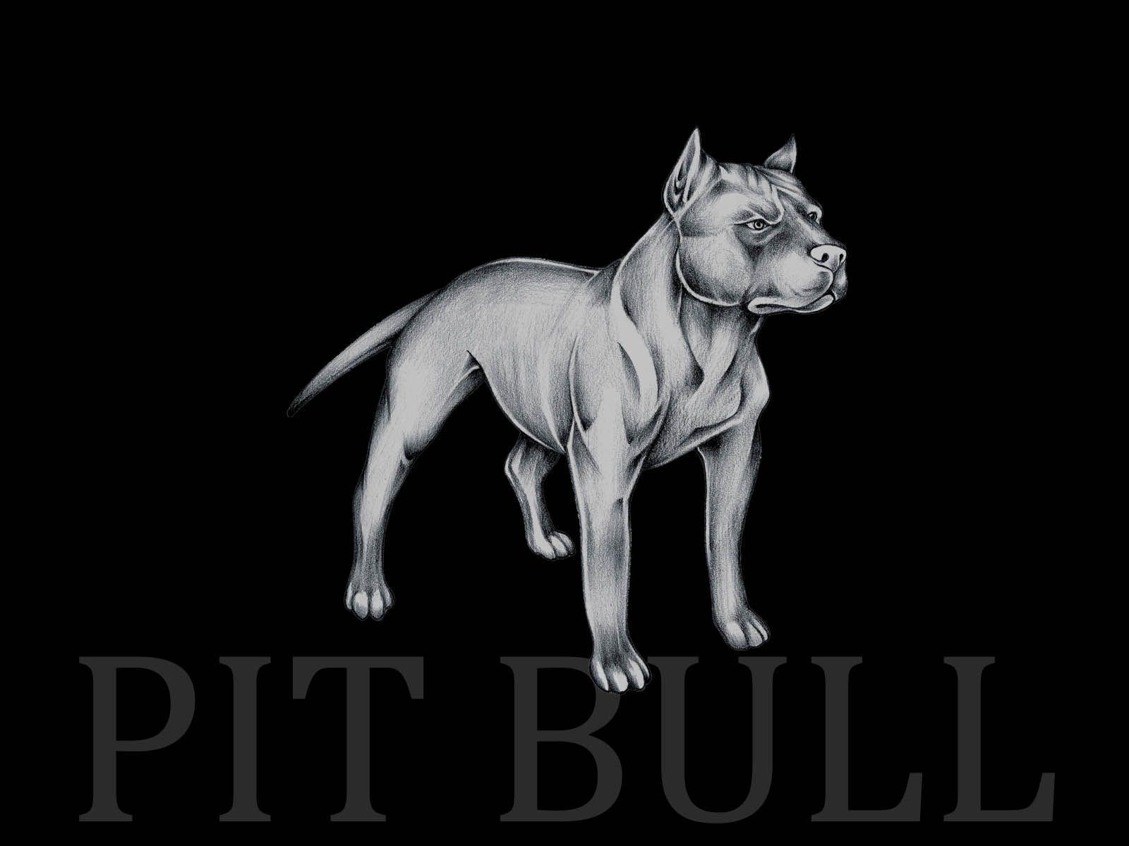 Pit bull wallpapers wallpapers