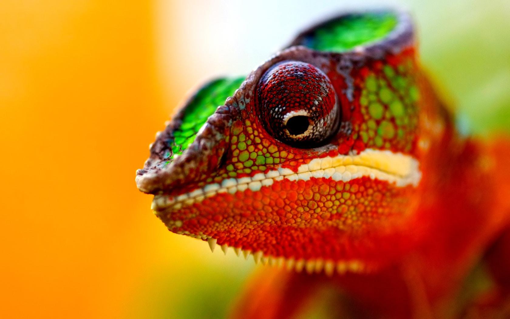 Chameleon Wallpapers 7