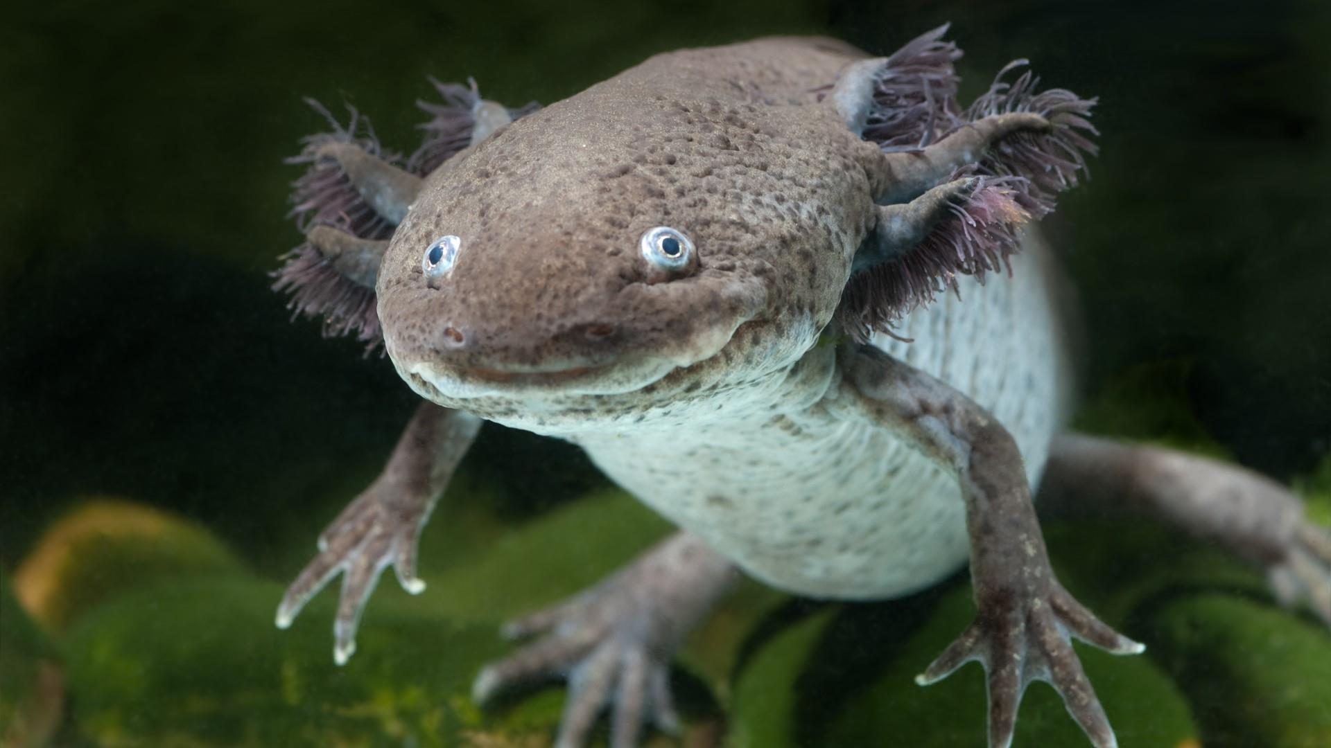 Axolotl Underwater Wallpapers