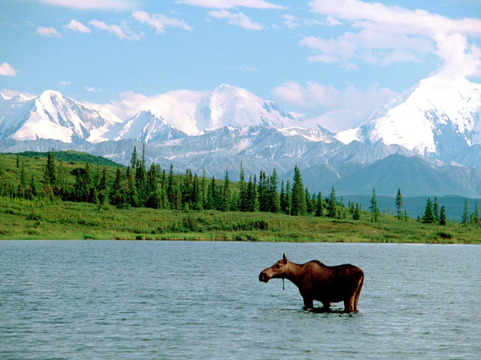 Denali National Park