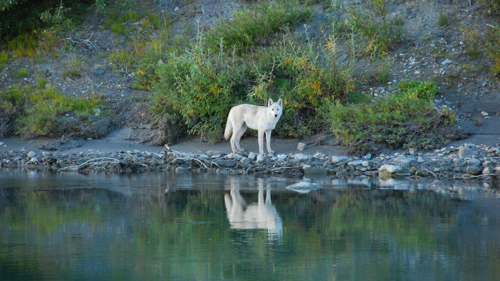 Animal Pictures: View Image of Gates of the Arctic National Park