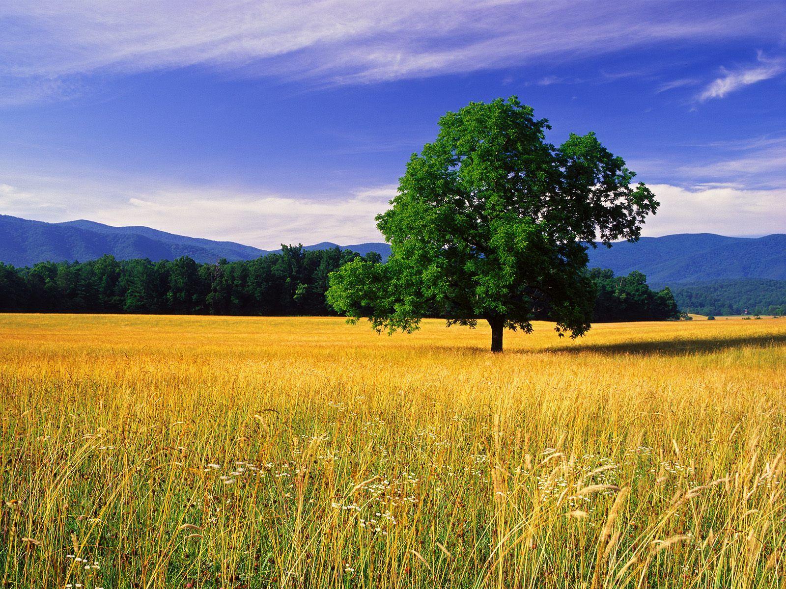 Single White Oak Great Smoky Mountains National Park Tennessee