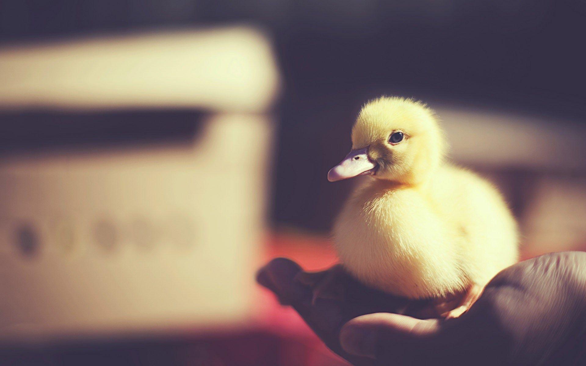 Bird Baby Duck Photo HD Wallpapers