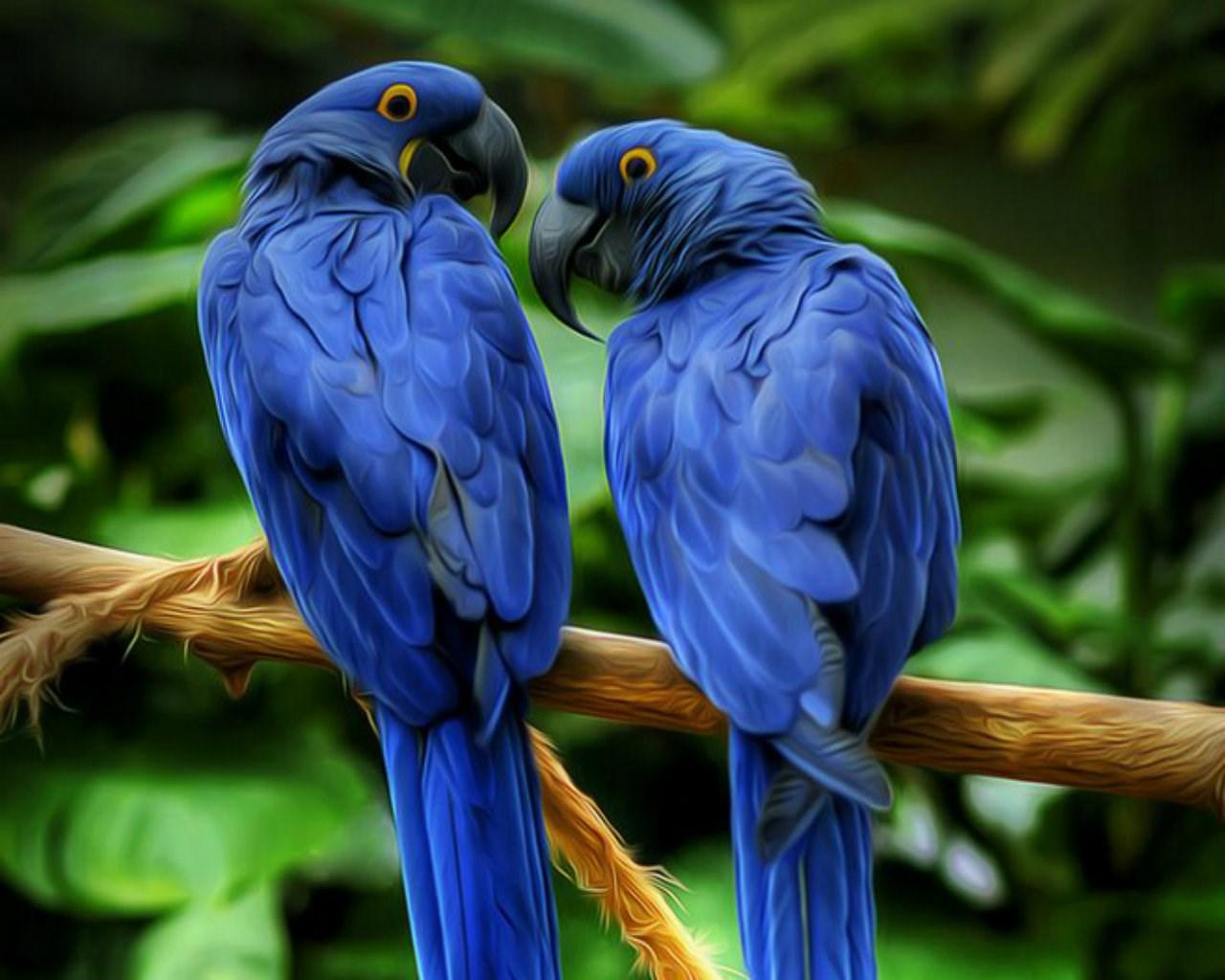 Hyacinth Macaw Wallpapers 22