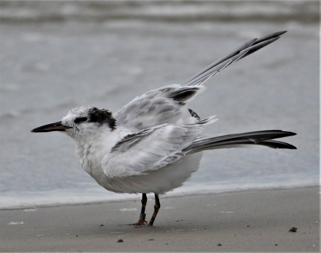 The World’s newest photos of sternidae