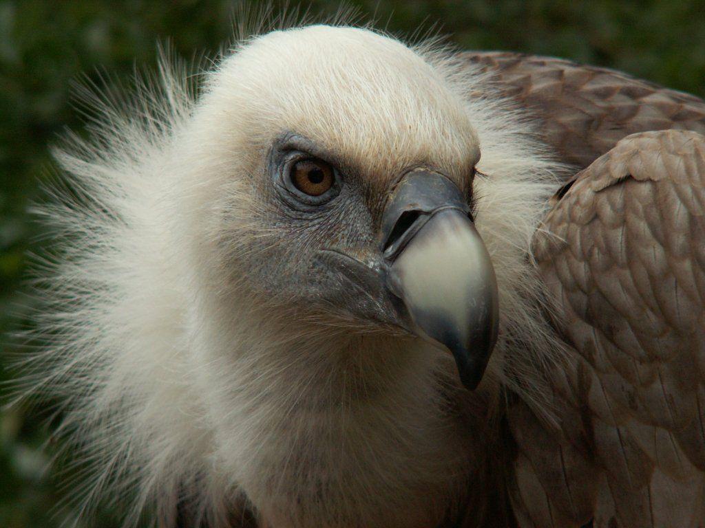 Griffon Vulture Head Close Up Wallpapers 1024×768