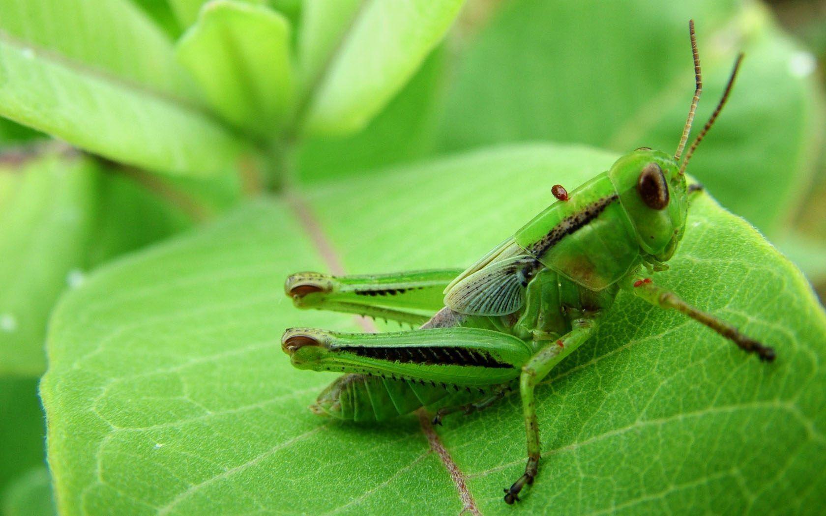 Saltamontes verde