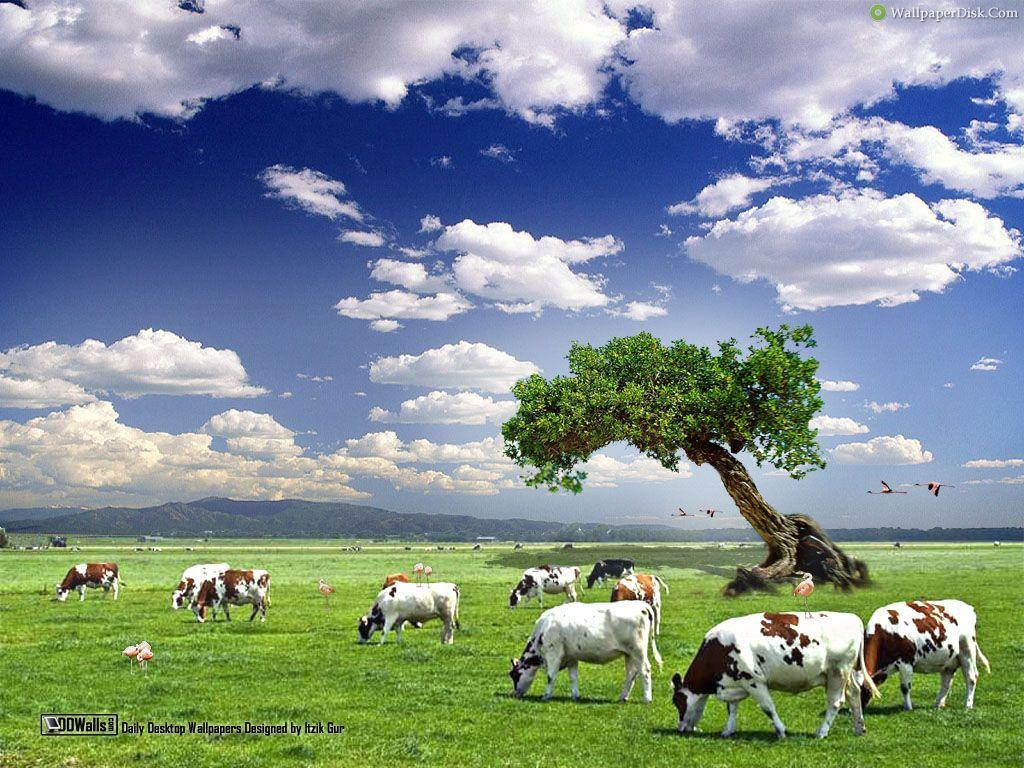 Cow Wallpapers Wallpapers 1024×768 Cow Picture Wallpapers