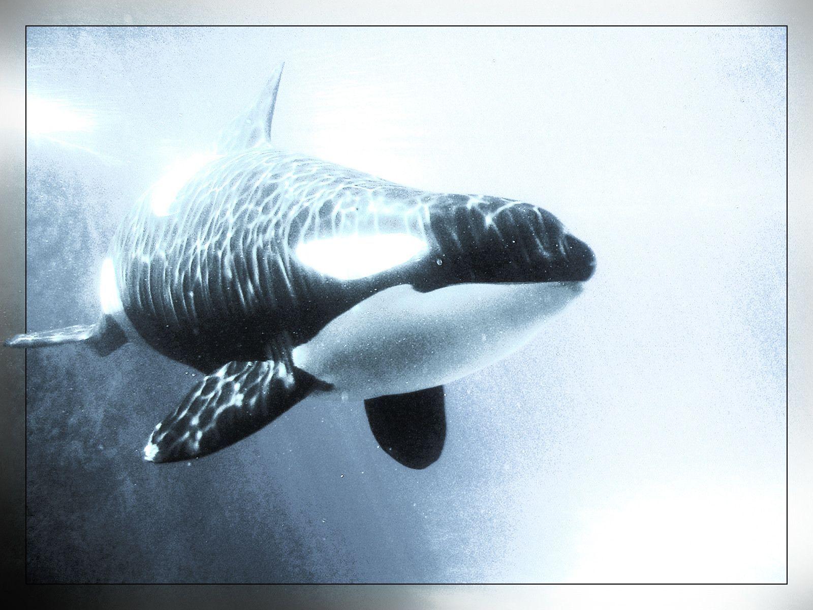 shamu&Whales Killer Animals Orca wallpapers #