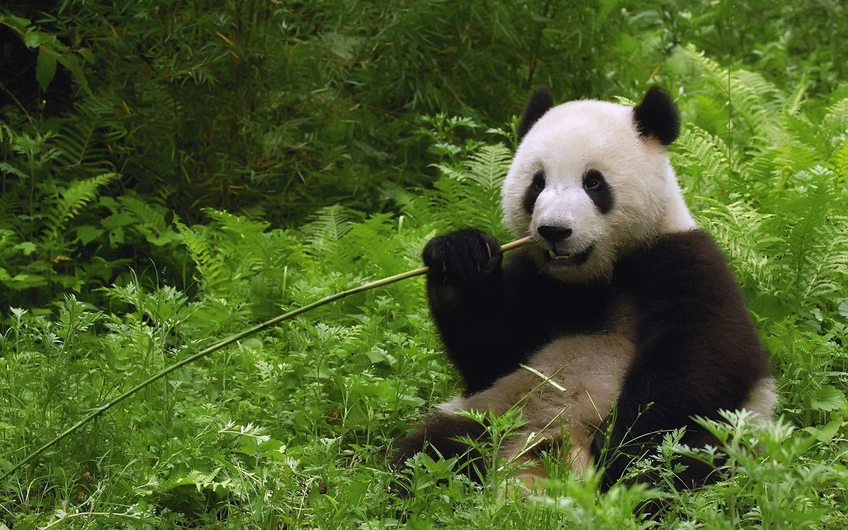 Giant Panda bear 1680 x 1050 Wallpapers