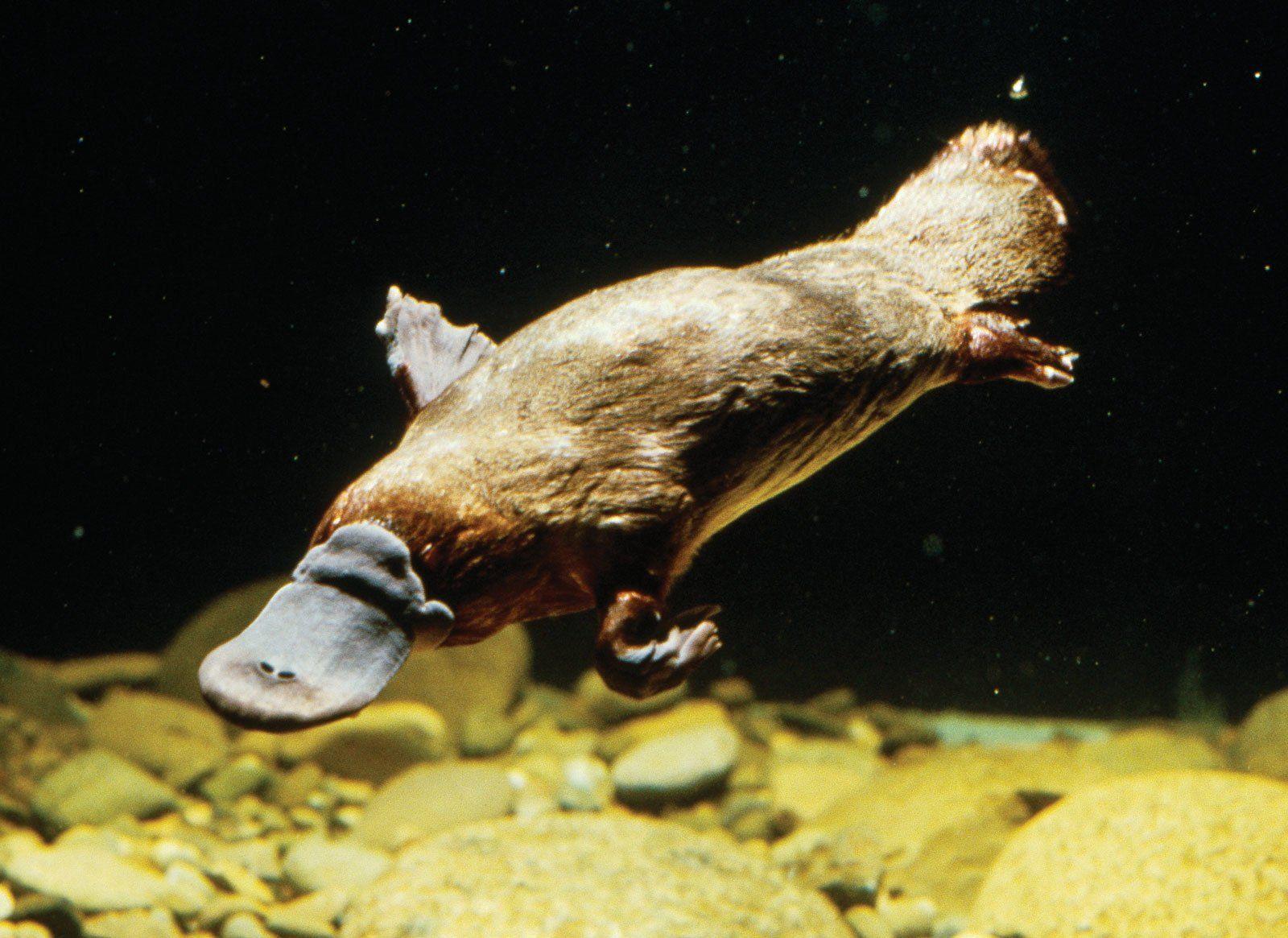 12 Platypus HD Wallpapers