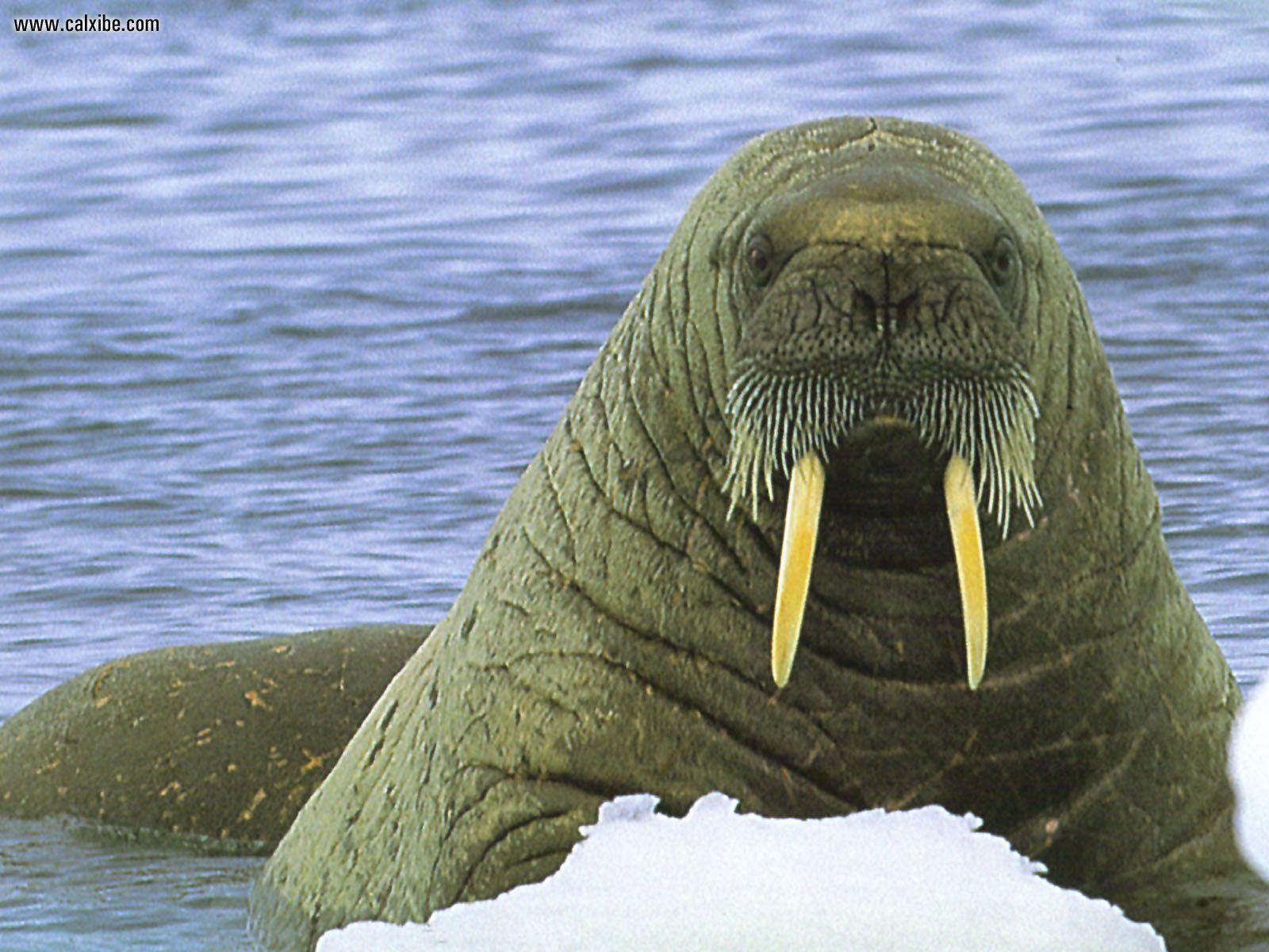 72+] Walrus Wallpapers