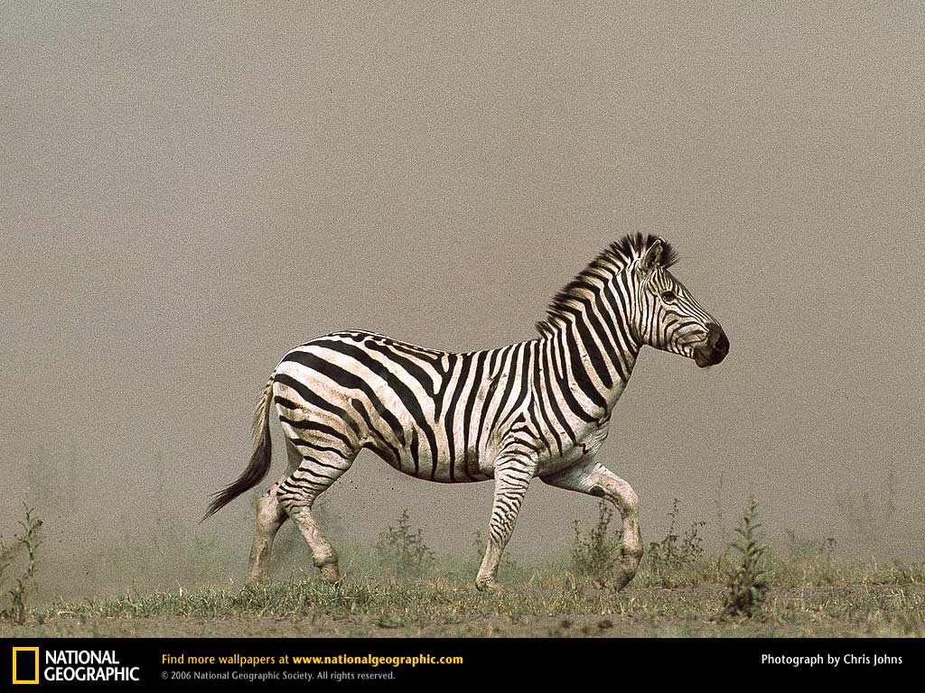 Zebra Picture, Zebra Desktop Wallpaper, Free Wallpapers, Download