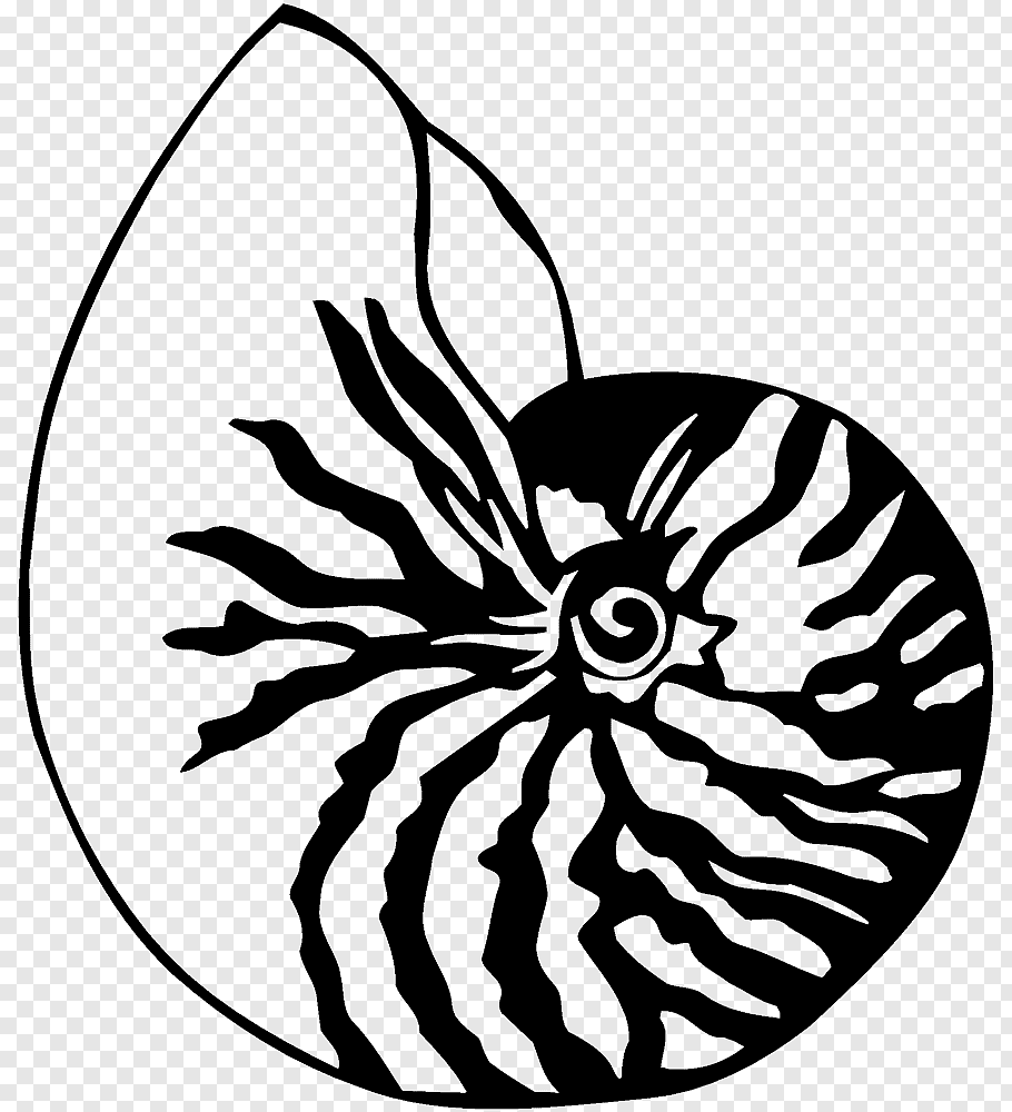 Drawing Seashell Chambered nautilus, SEA SHELL