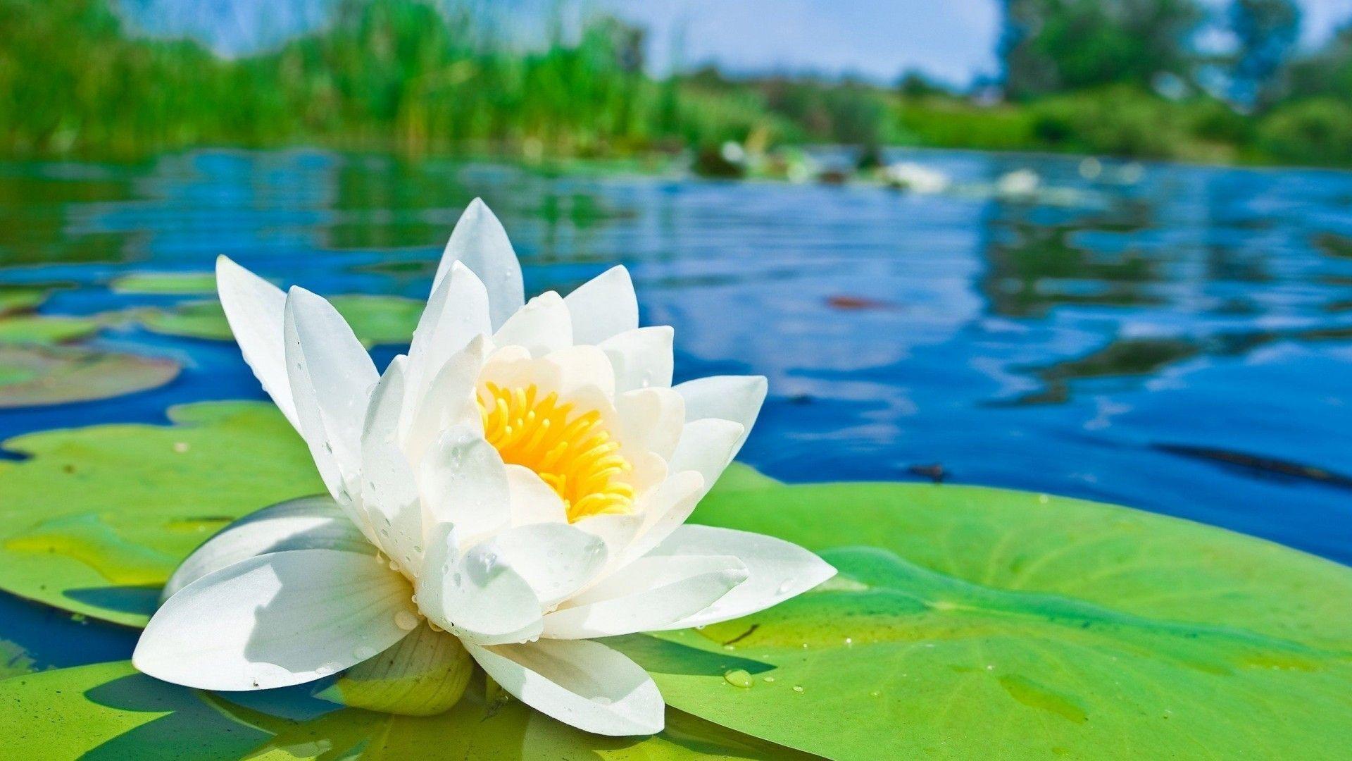 Water Lotus Flower HD Desktop Wallpapers Free