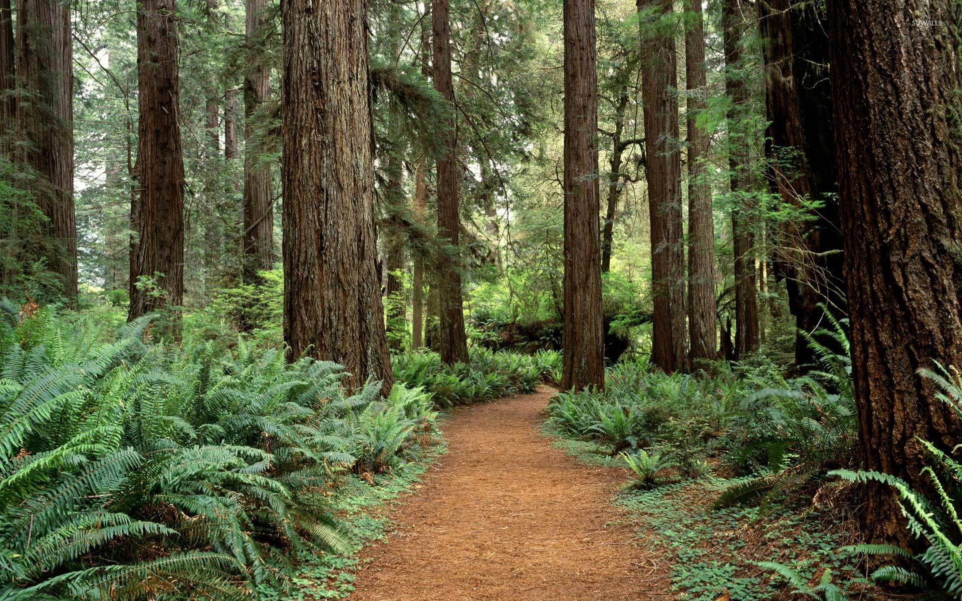 Olympic National Park wallpapers