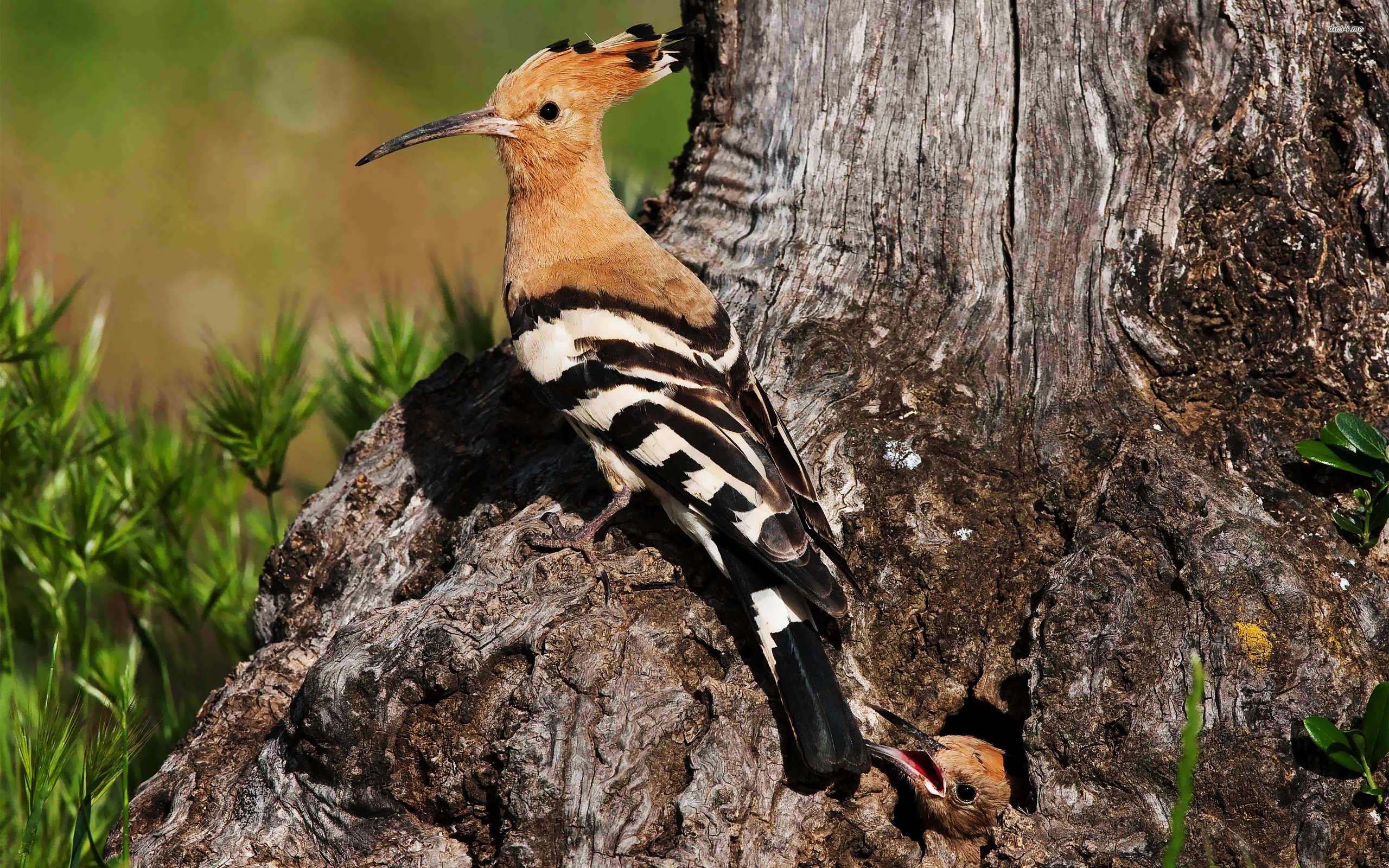 Hoopoe HD Wallpapers