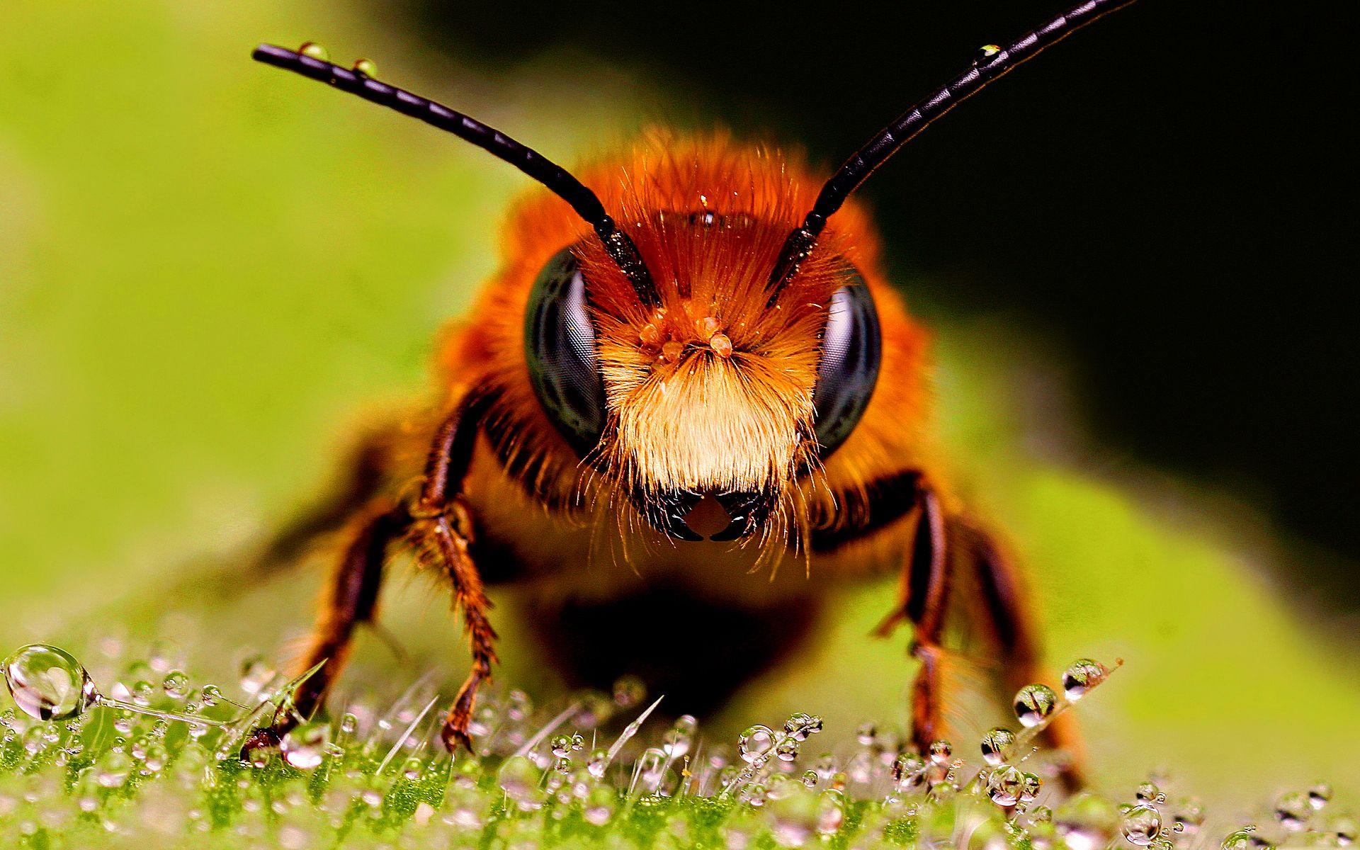 Latest Bee HD Wallpapers Image And Photos Free Download