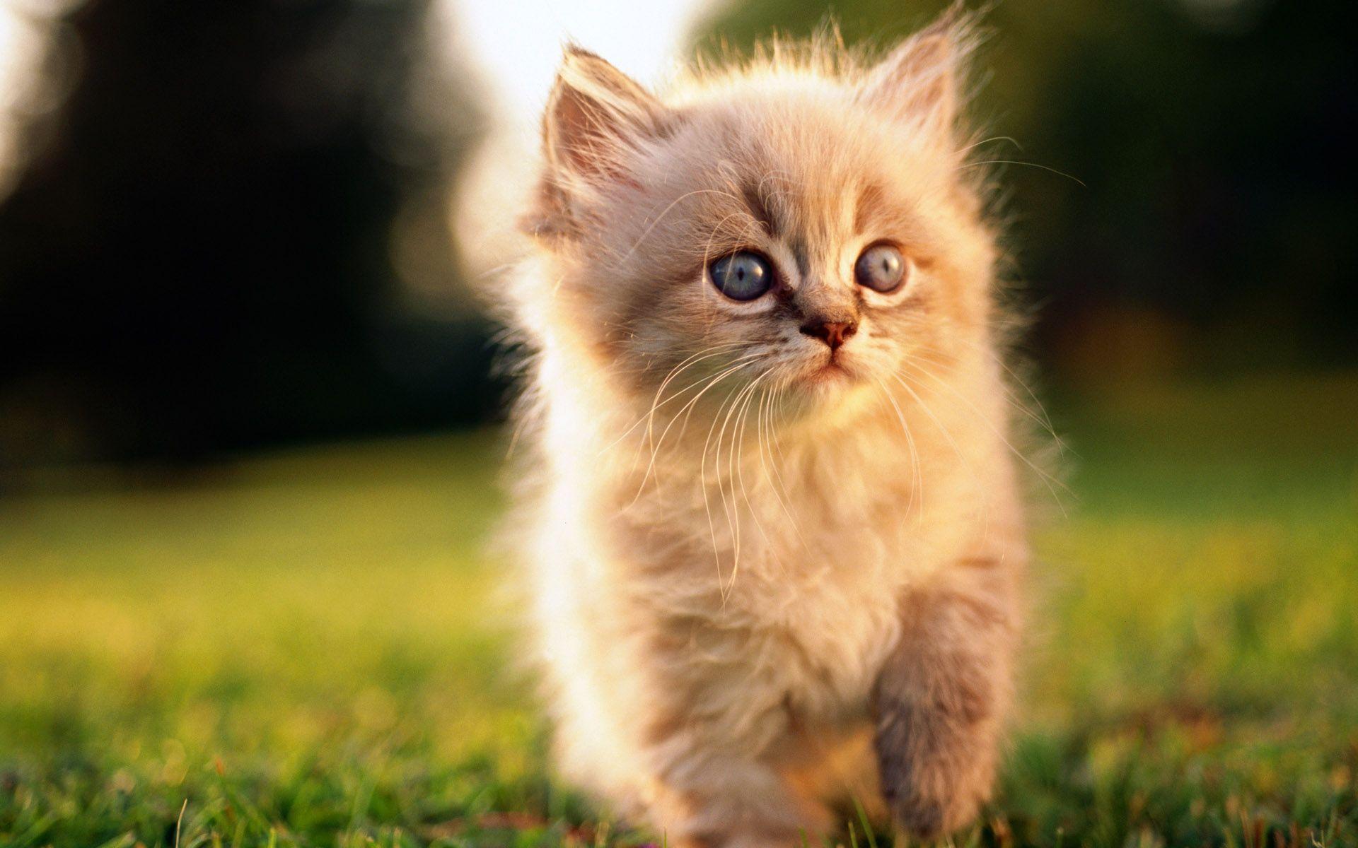 cute cat wallpapers