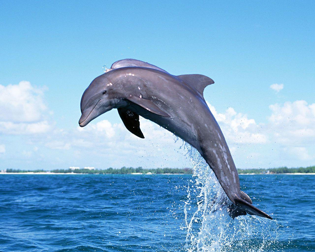 Dolphin Wallpapers