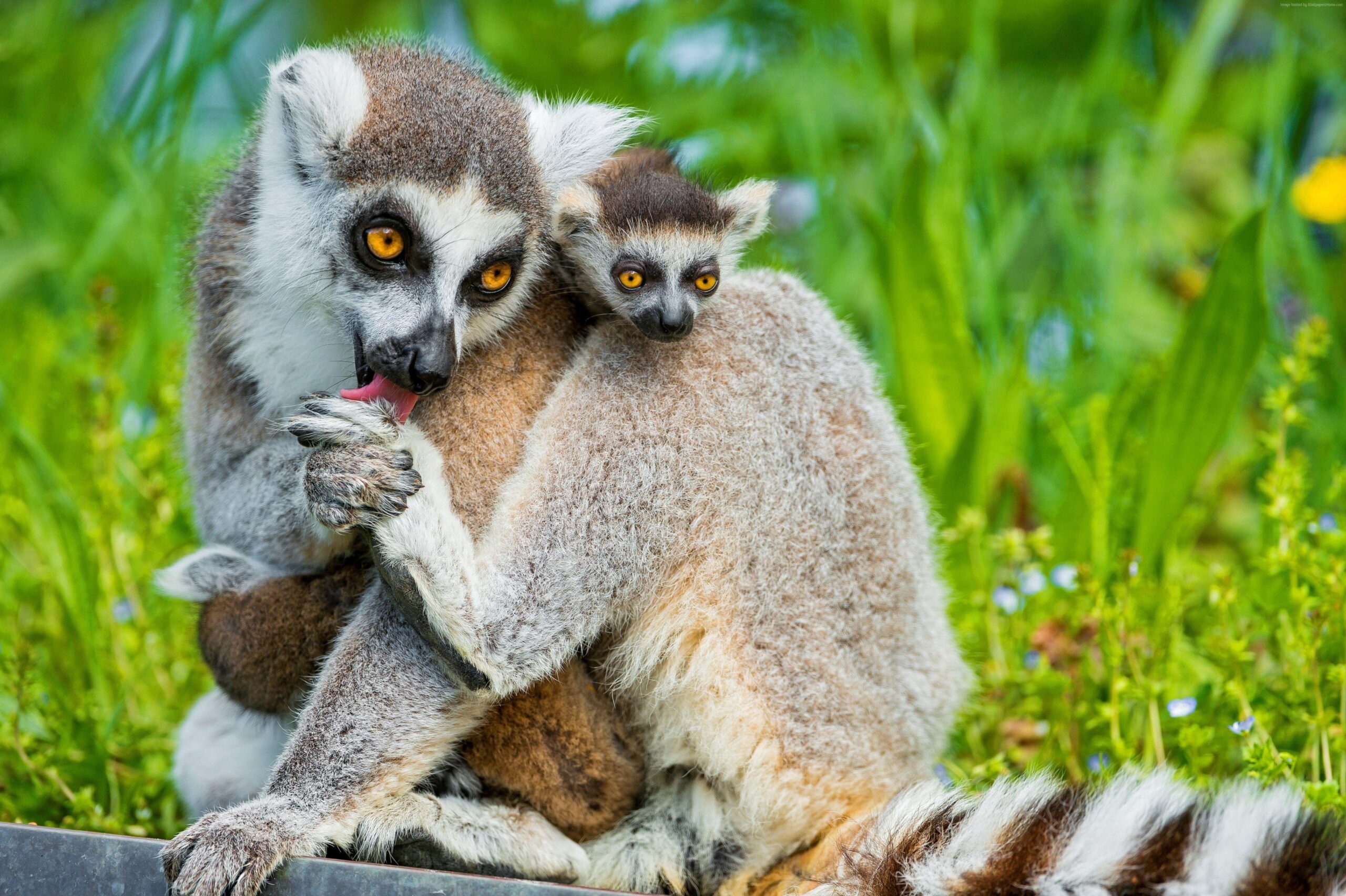 Wallpapers Lemurs, lemur, animals, Cute animals, summer, Animals