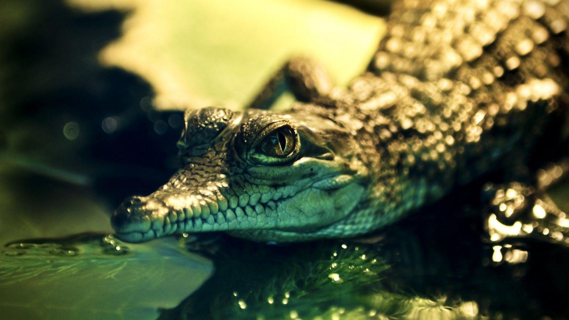 Nice Alligator HD Wallpapers Download Logo And Photo Cookies