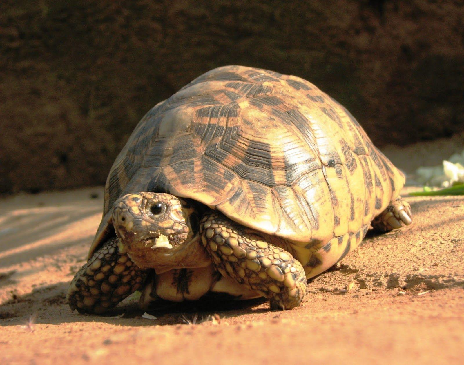 Tortoise wallpapers hd