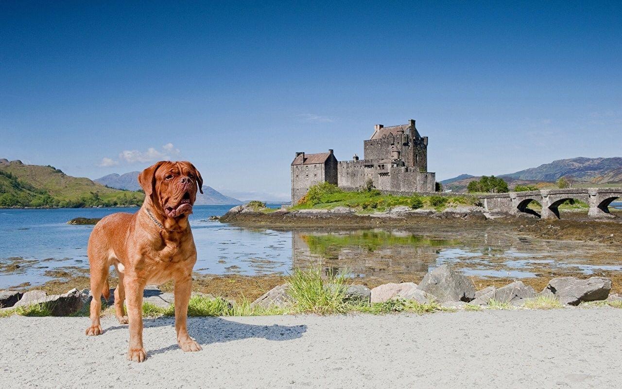 Image Dogue de Bordeaux Dogs Castles Animals