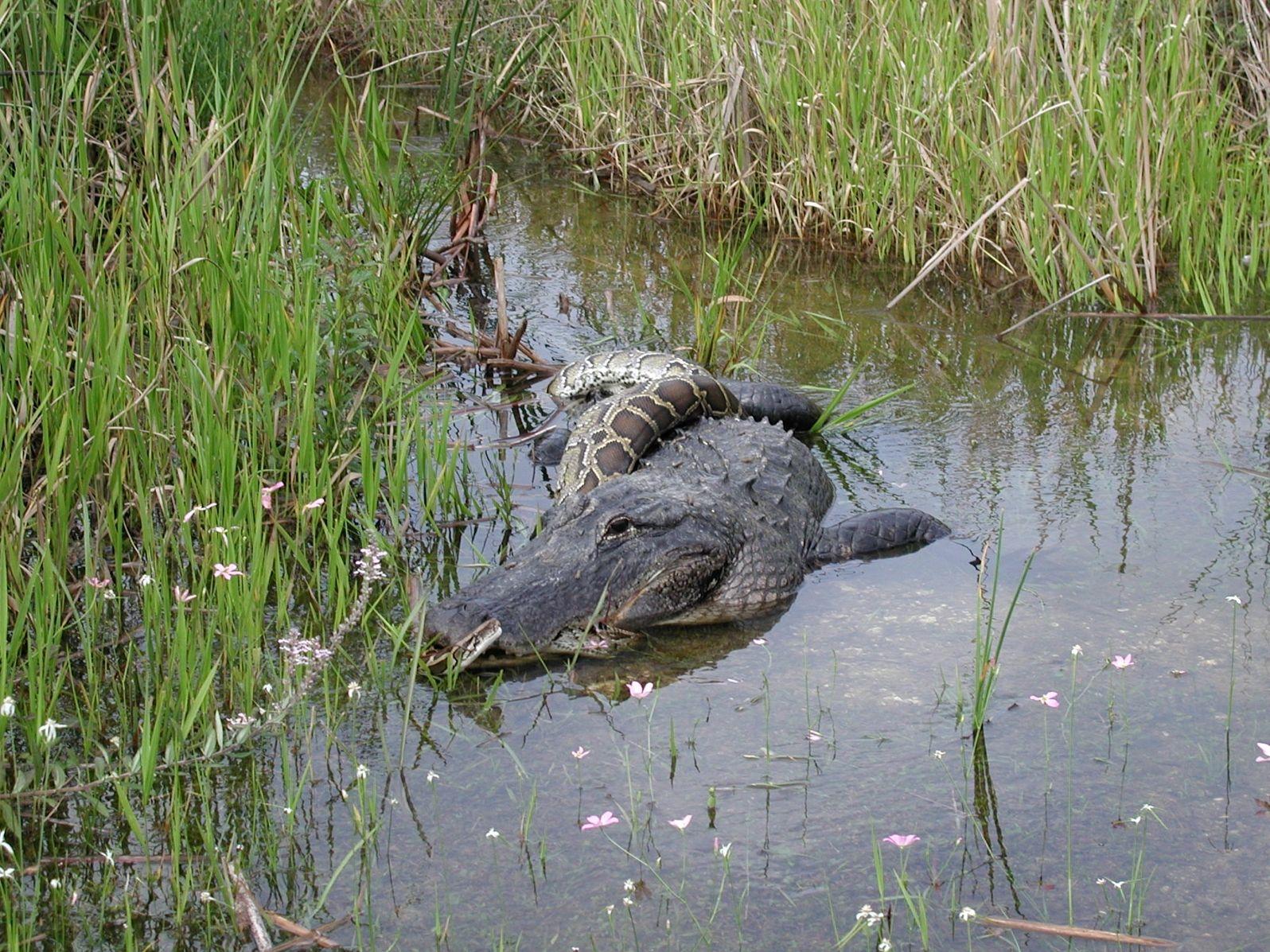 Everglades National Park Animals