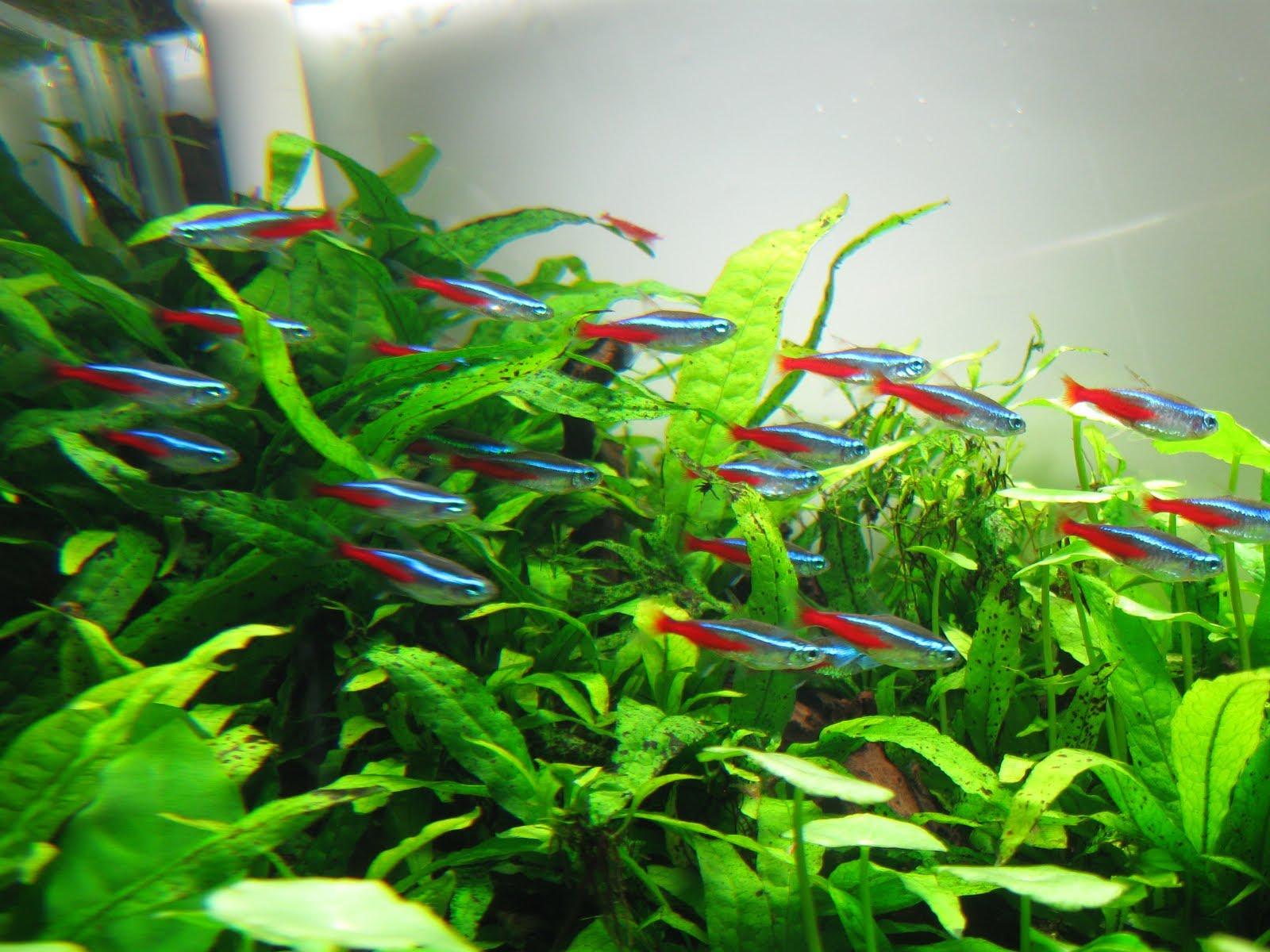 Jumbo Neon Tetra