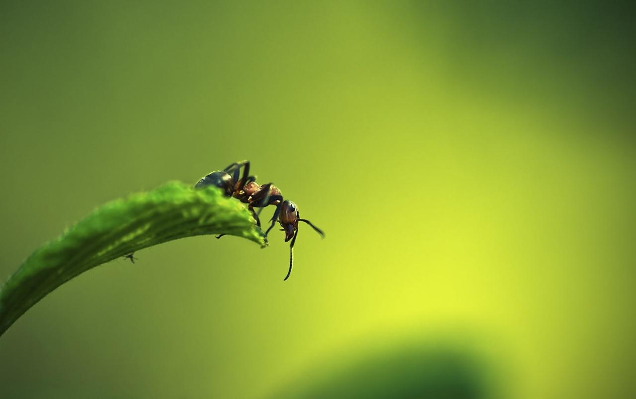 Ant Wallpapers 7