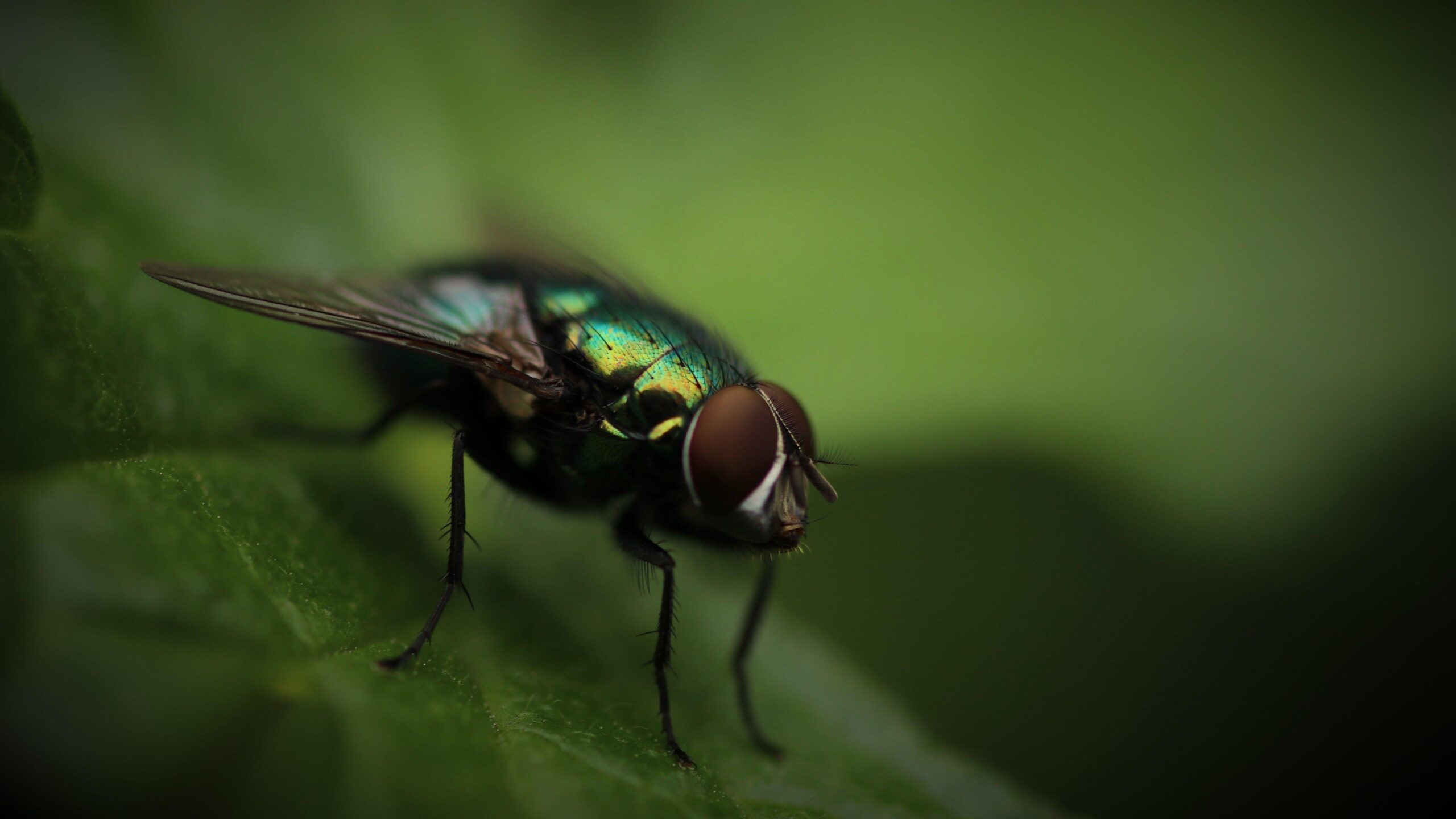 photography fly macro green bug insect blurred wallpapers and