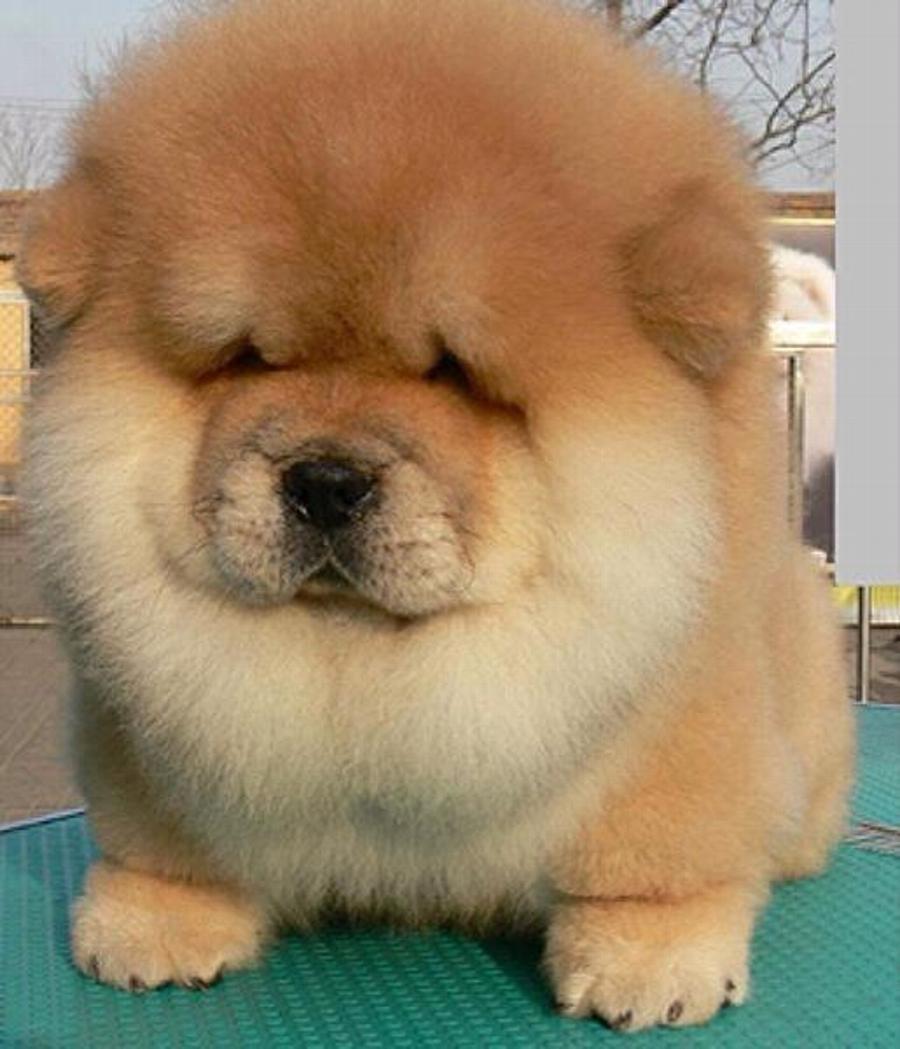 31 Most Beautiful Chow Chow Dog Pictures And Image