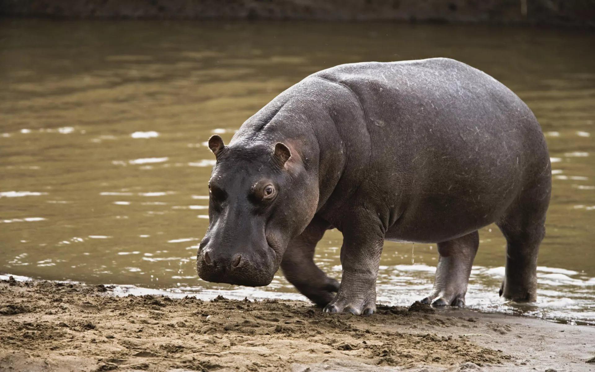 Hippopotamus HD Wallpapers free