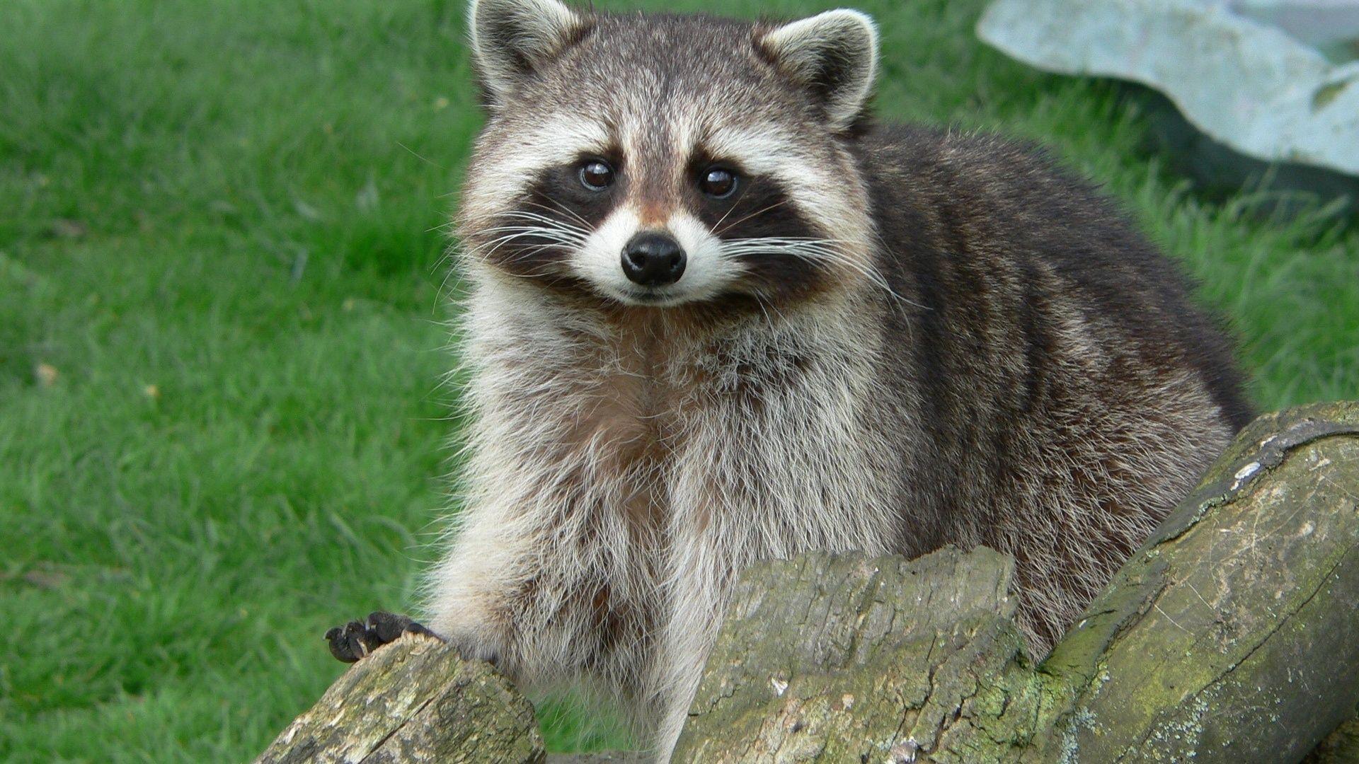 Wallpapers Raccoons Animals