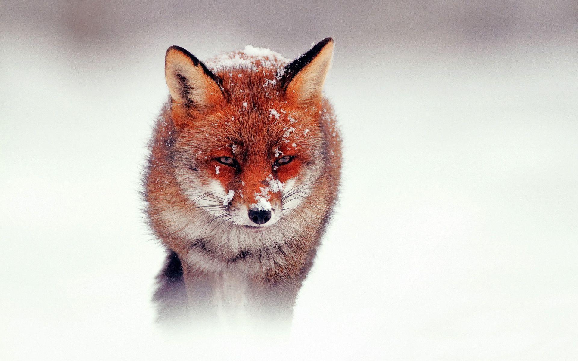 Red Fox Wallpapers 3818 Wallpapers